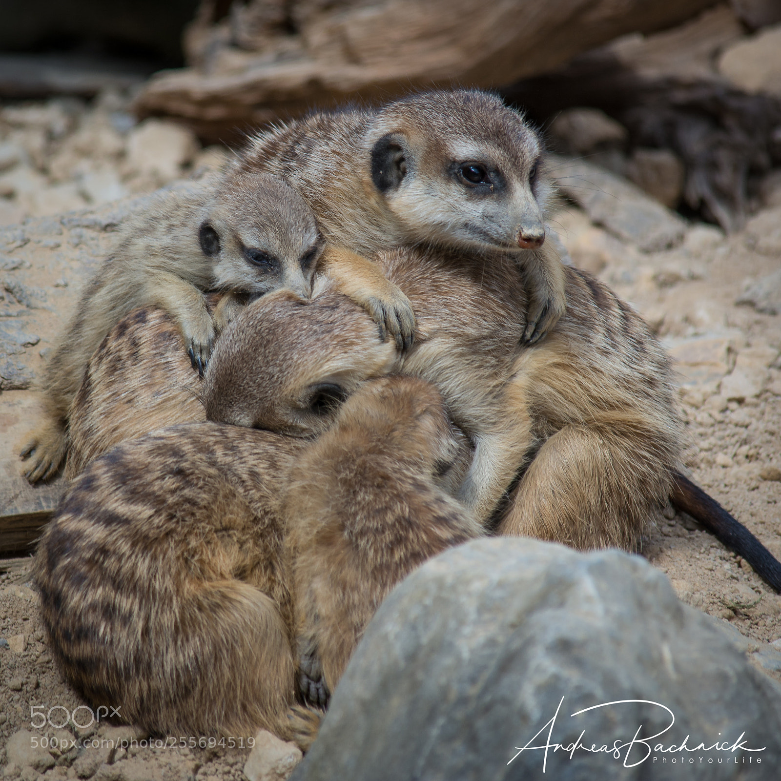 Nikon D5200 sample photo. Family cuddling photography