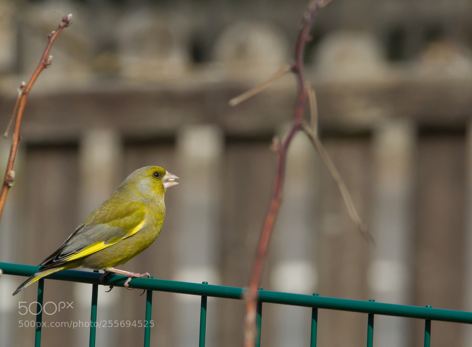 Canon EOS 550D (EOS Rebel T2i / EOS Kiss X4) sample photo. Greenfinch on green fence photography