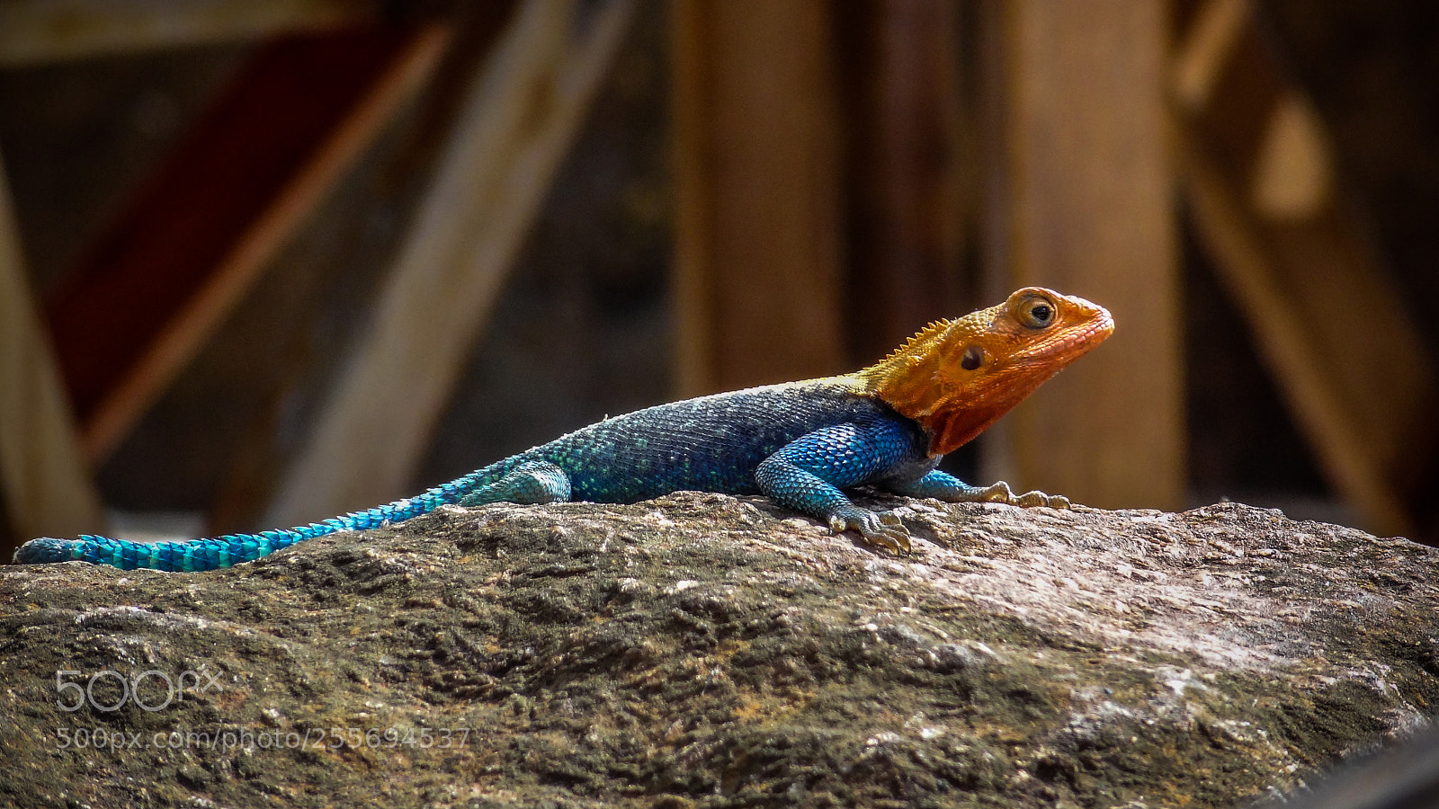 Sony Cyber-shot DSC-HX9V sample photo. Lizard sunbathing photography