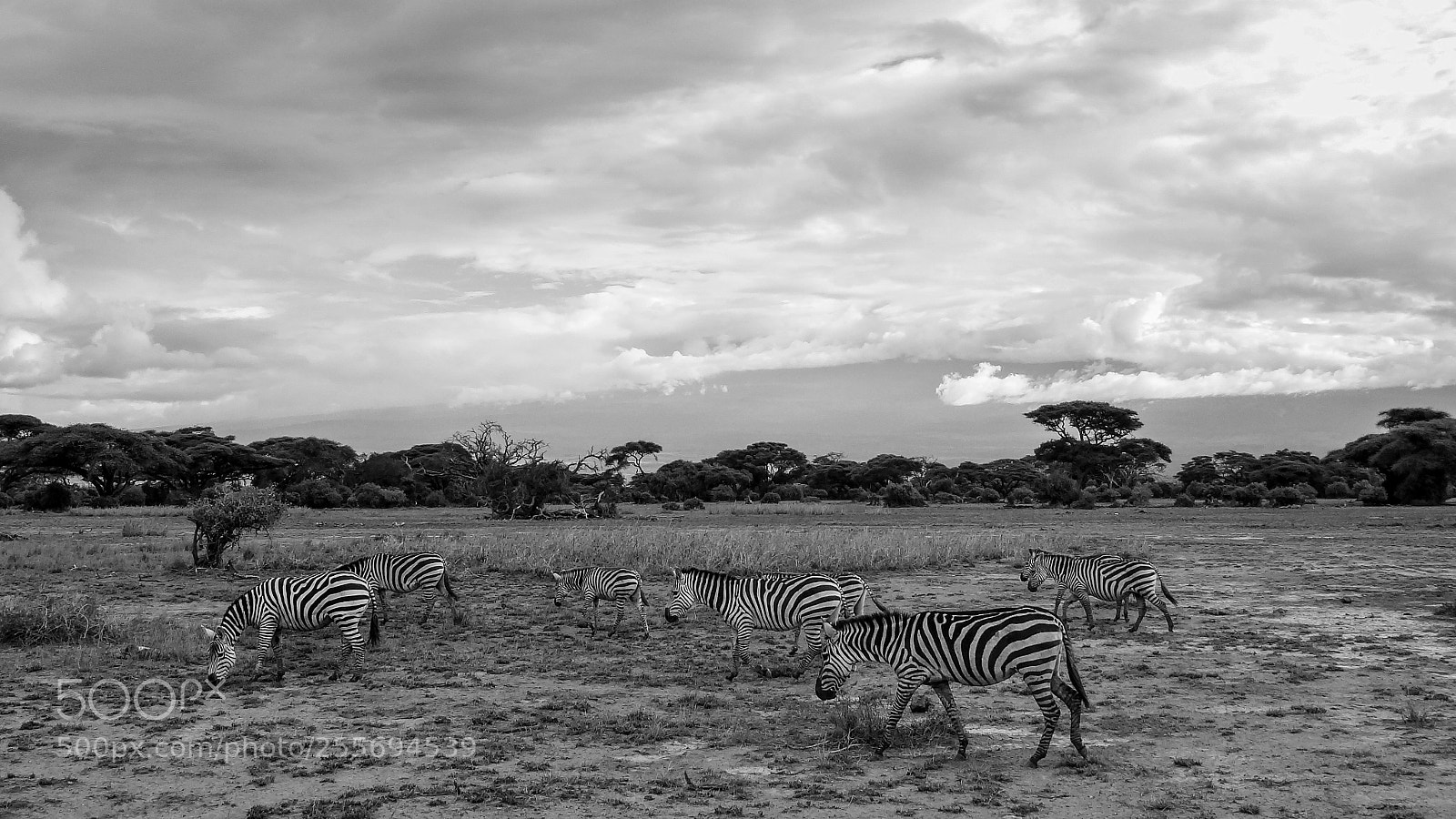 Sony Cyber-shot DSC-HX9V sample photo. Zebra herd photography