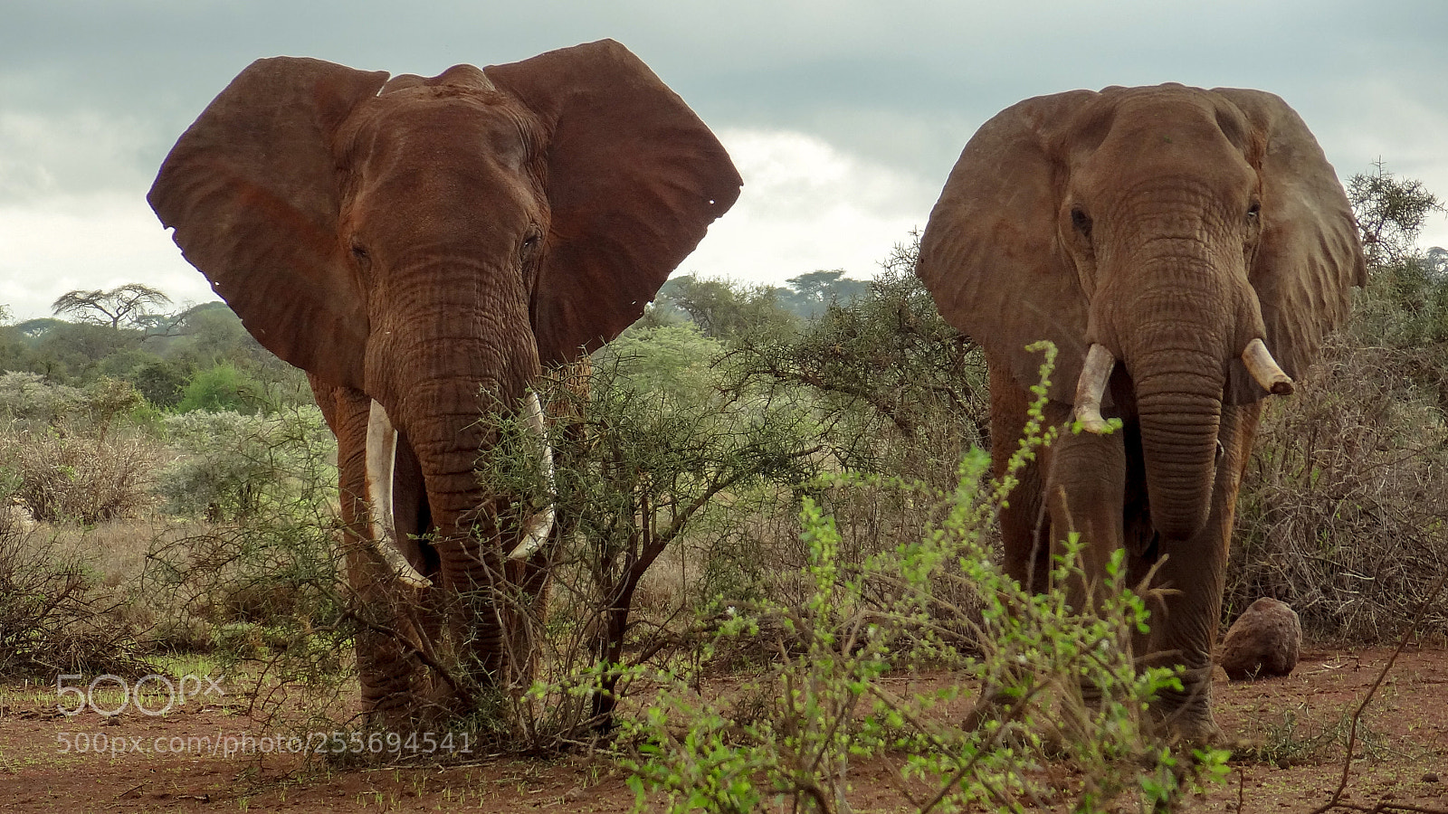 Sony Cyber-shot DSC-HX9V sample photo. Kenya elephant photography