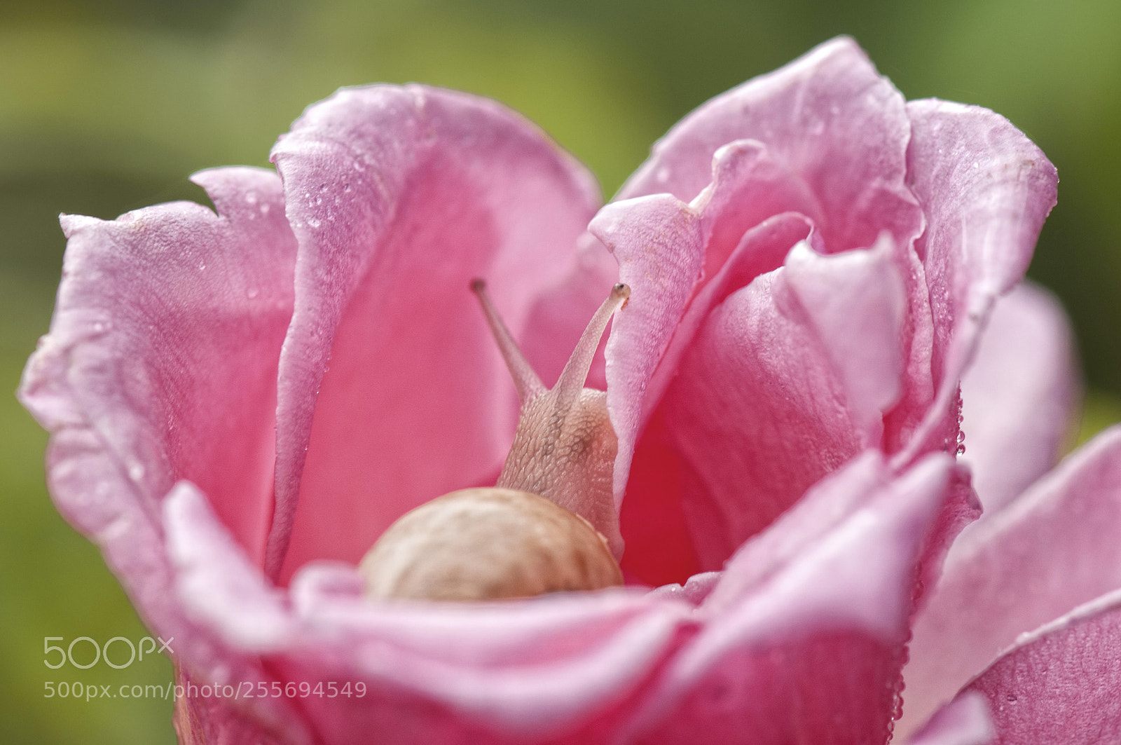Nikon D300S sample photo. Connoisseur of fragrance. photography