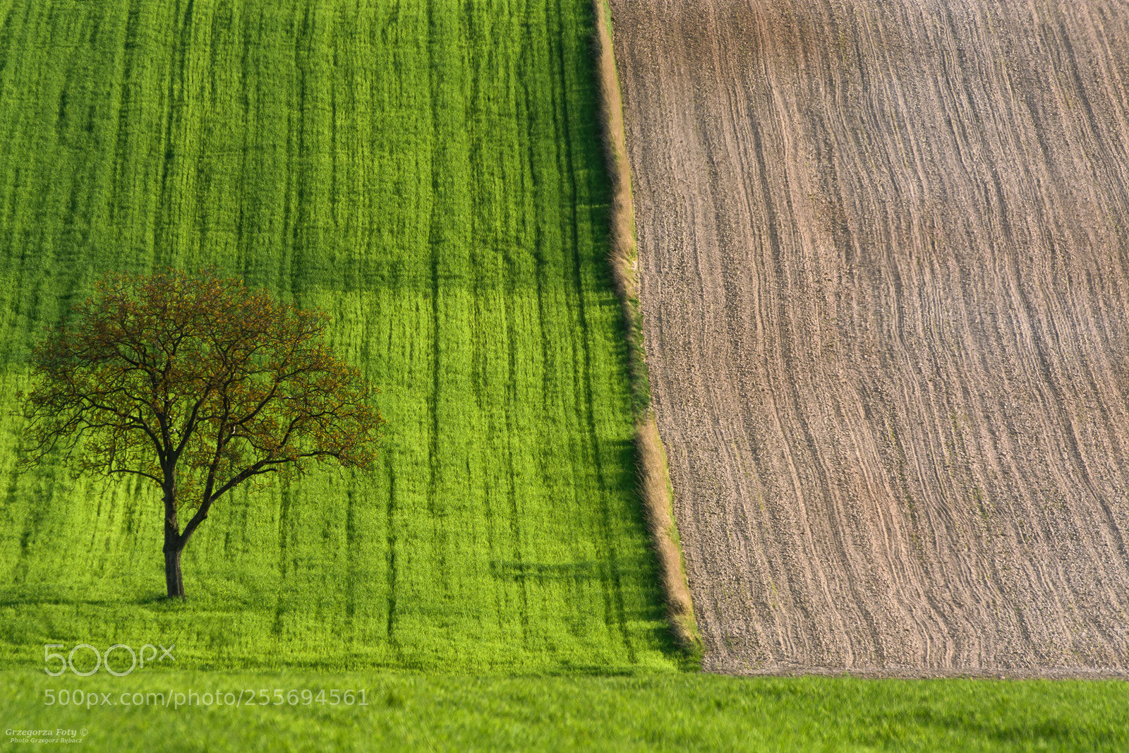Nikon D7100 sample photo. Two colours photography