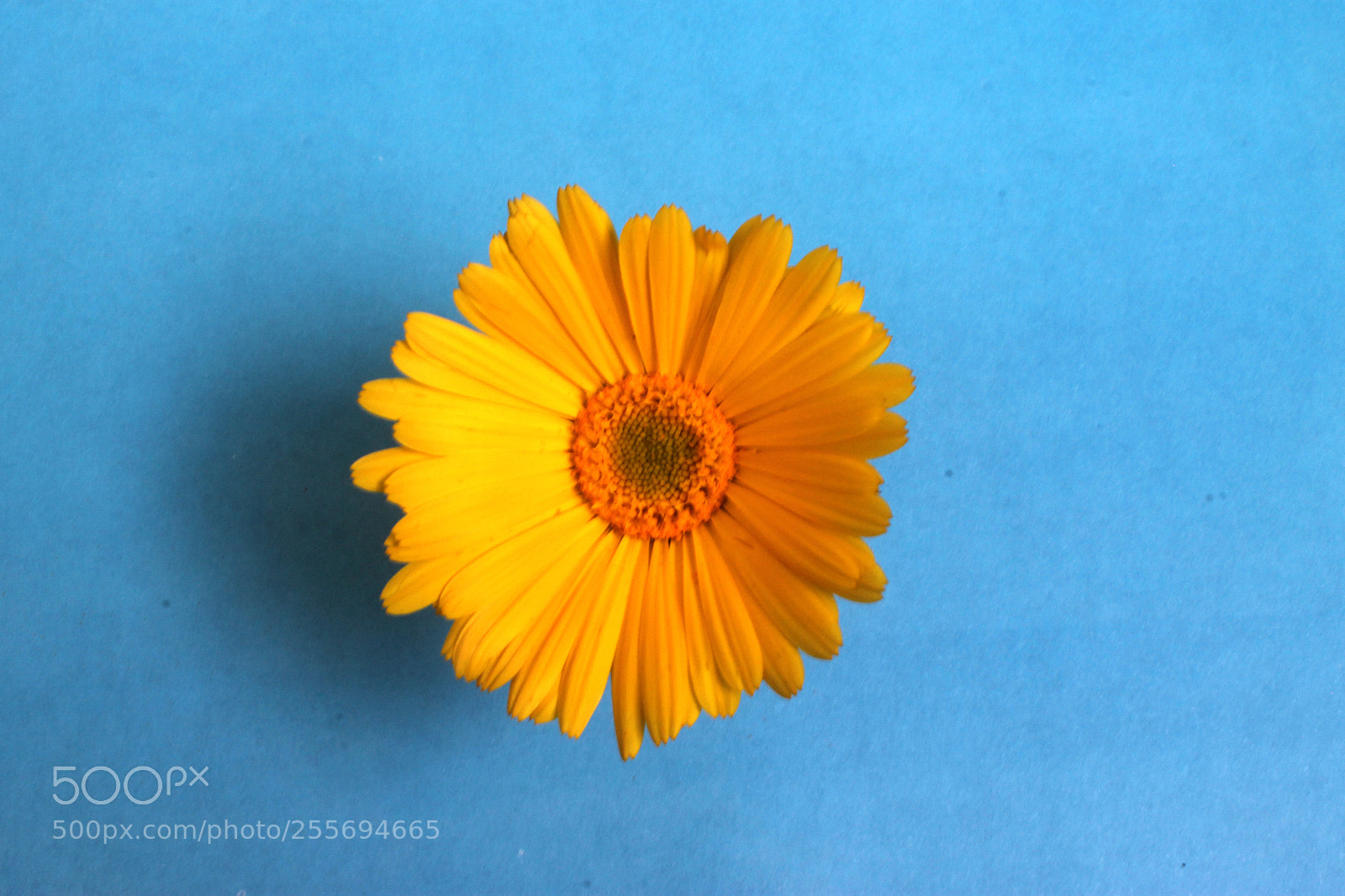 Canon EOS 1100D (EOS Rebel T3 / EOS Kiss X50) sample photo. Marigold photography