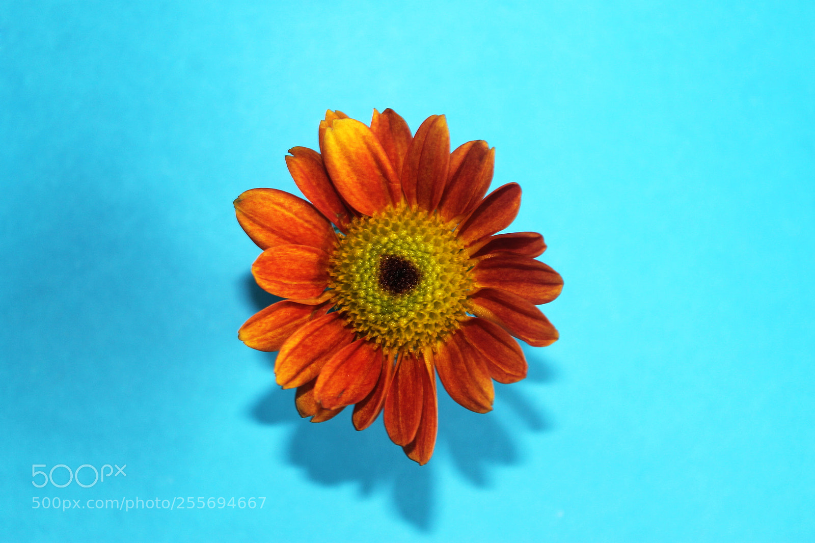 Canon EOS 1100D (EOS Rebel T3 / EOS Kiss X50) sample photo. Daisy photography