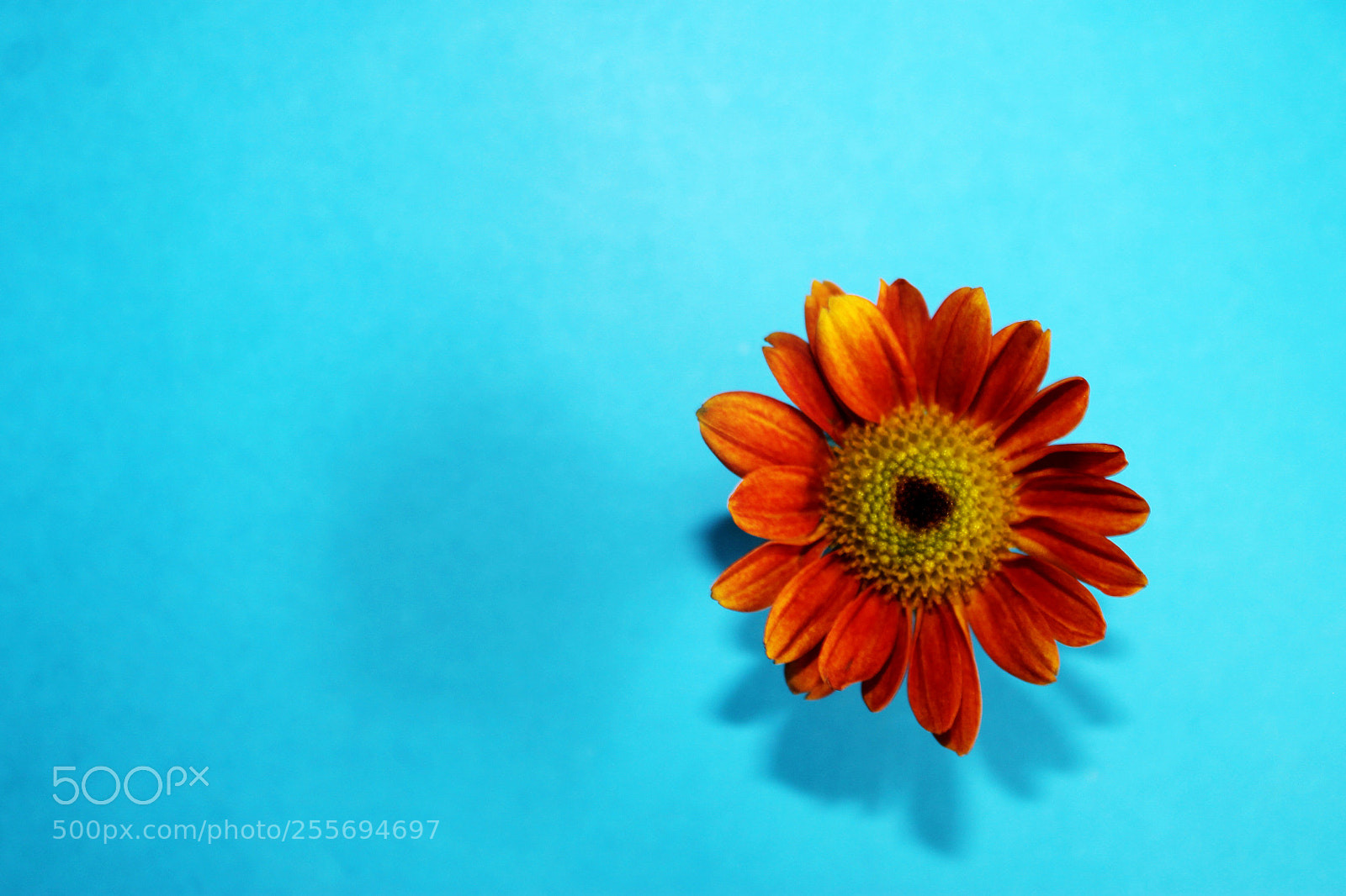 Canon EOS 1100D (EOS Rebel T3 / EOS Kiss X50) sample photo. Daisy photography