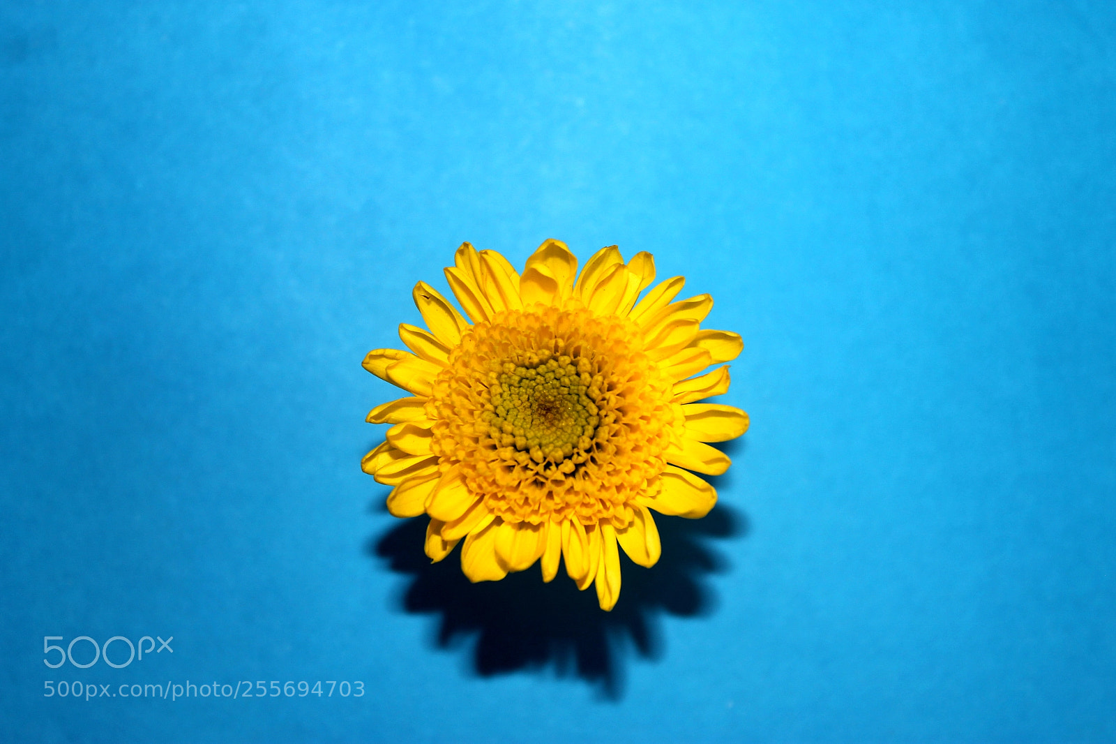 Canon EOS 1100D (EOS Rebel T3 / EOS Kiss X50) sample photo. Sietecueros mayflower photography