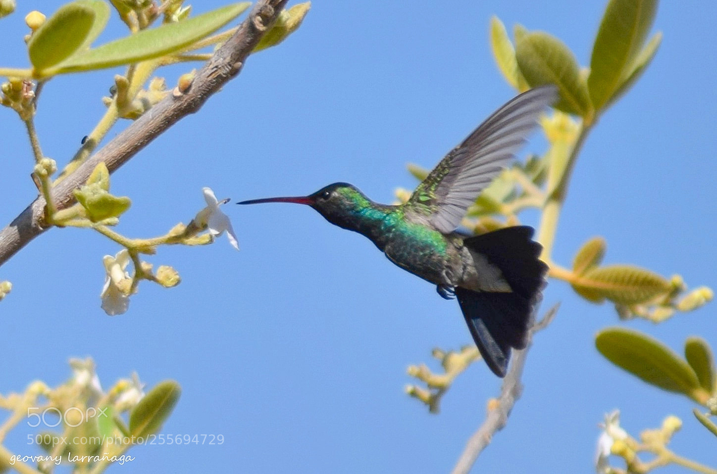 Nikon D3300 sample photo. Colibrí photography