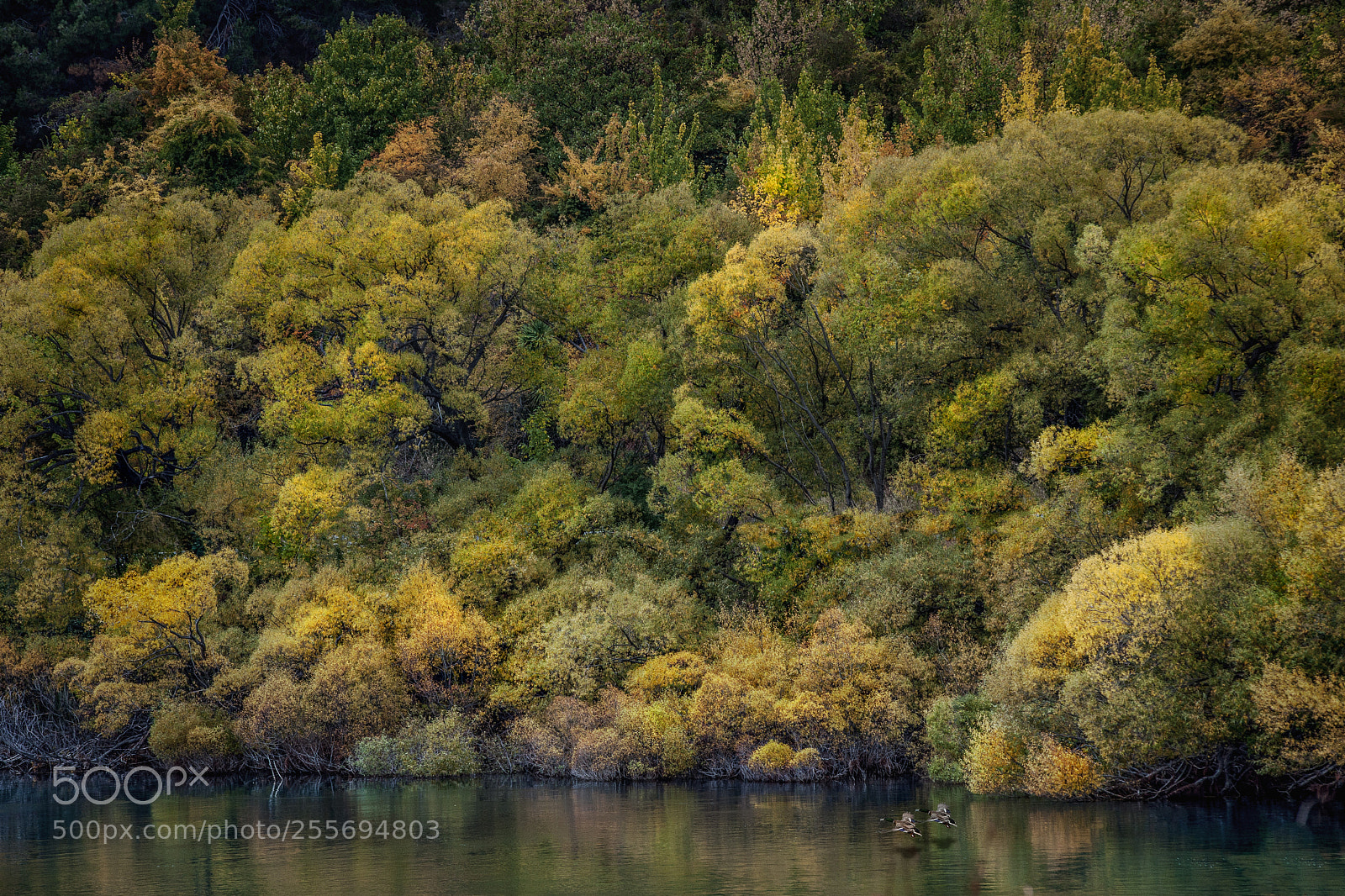 Canon EOS 5D Mark II sample photo. Golden photography