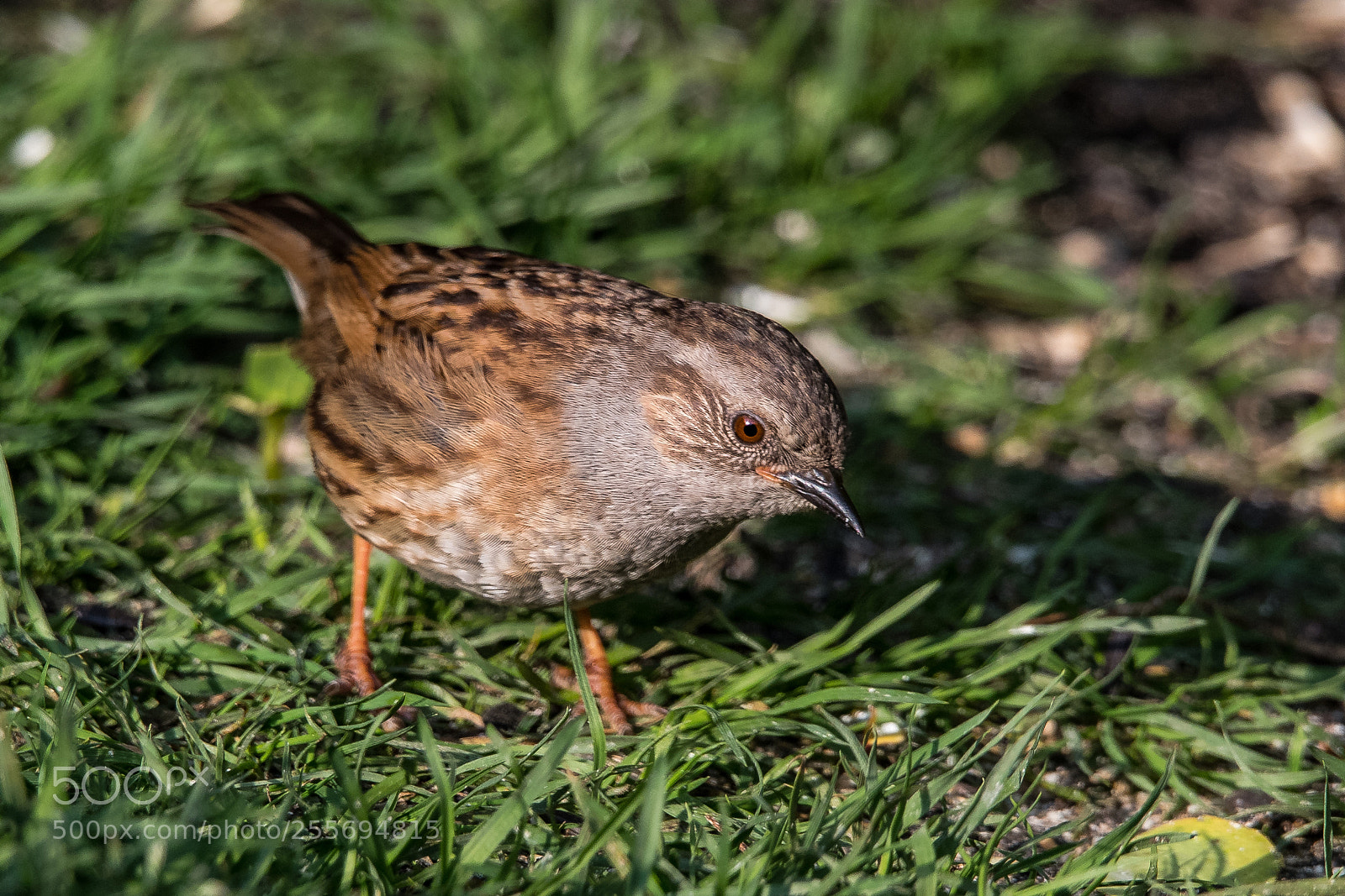 Nikon D850 sample photo. Hedge sparrow photography