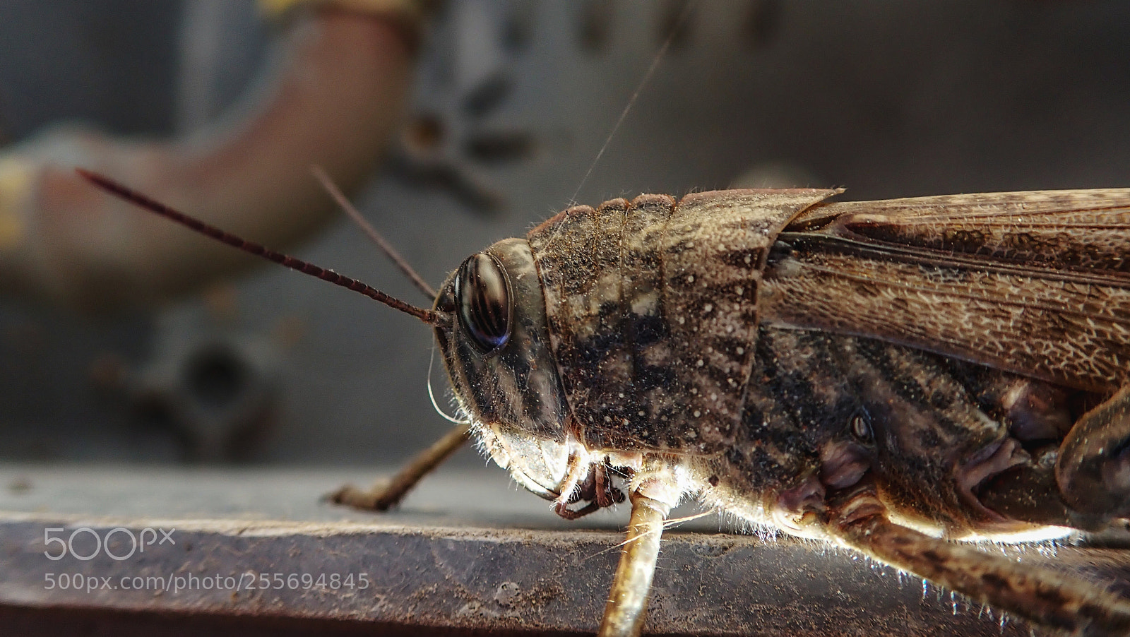 Olympus TG-5 sample photo. Grasshoper photography