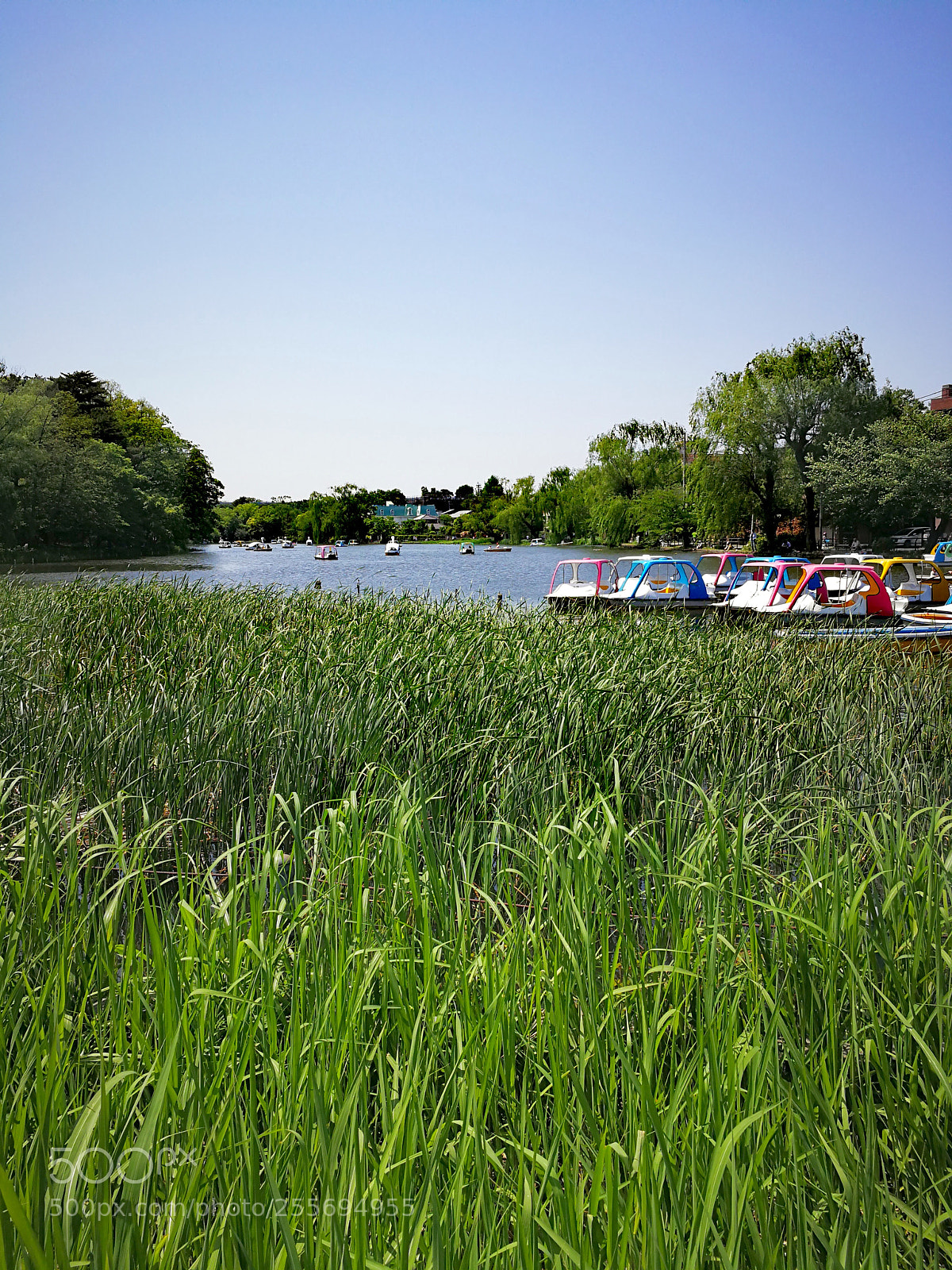 HUAWEI Mate 9 sample photo. 石神井公園 photography