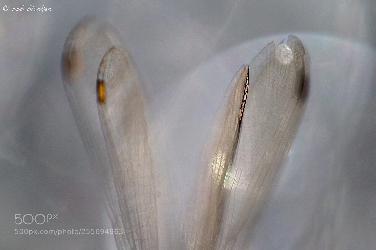 Nikon D850 sample photo. Wings photography