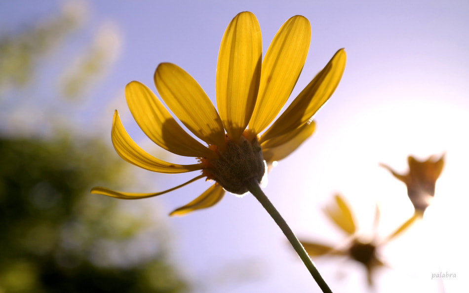 Samsung NX30 sample photo. ... photography