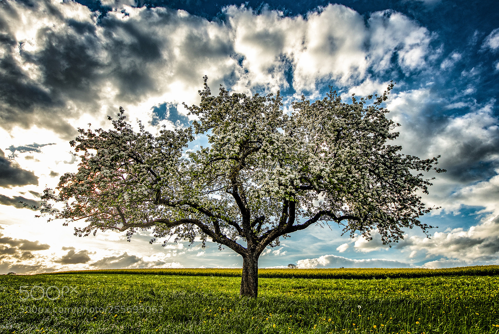Nikon D500 sample photo. Springtime tree photography