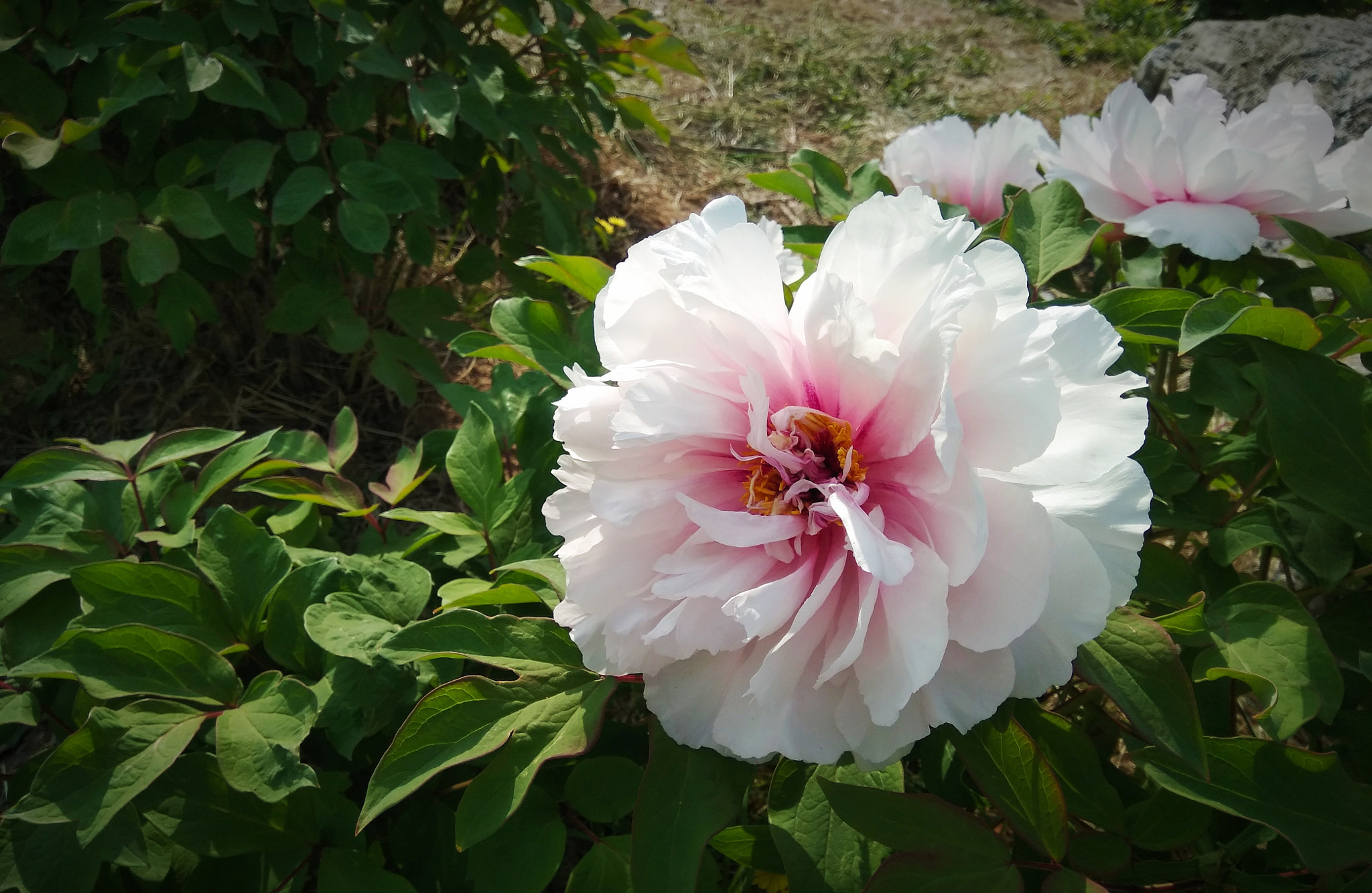 Xiaomi Redmi Note 4X sample photo. Flower 牡丹 photography