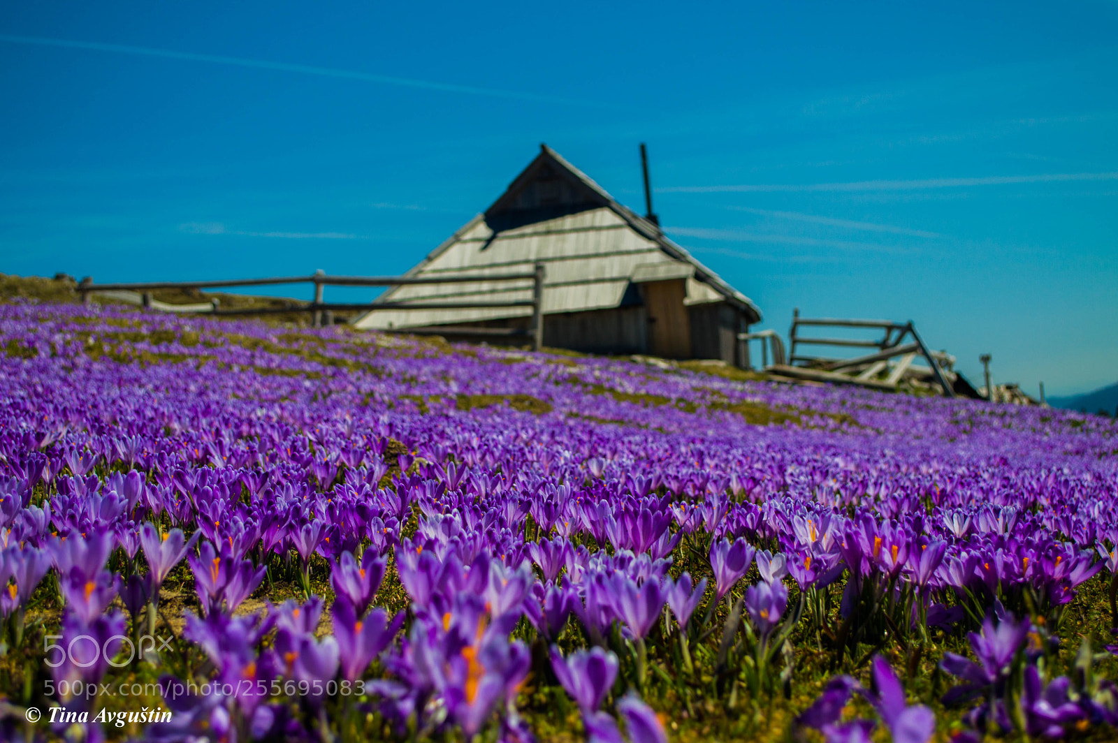 Nikon D3200 sample photo. Saffron fields photography