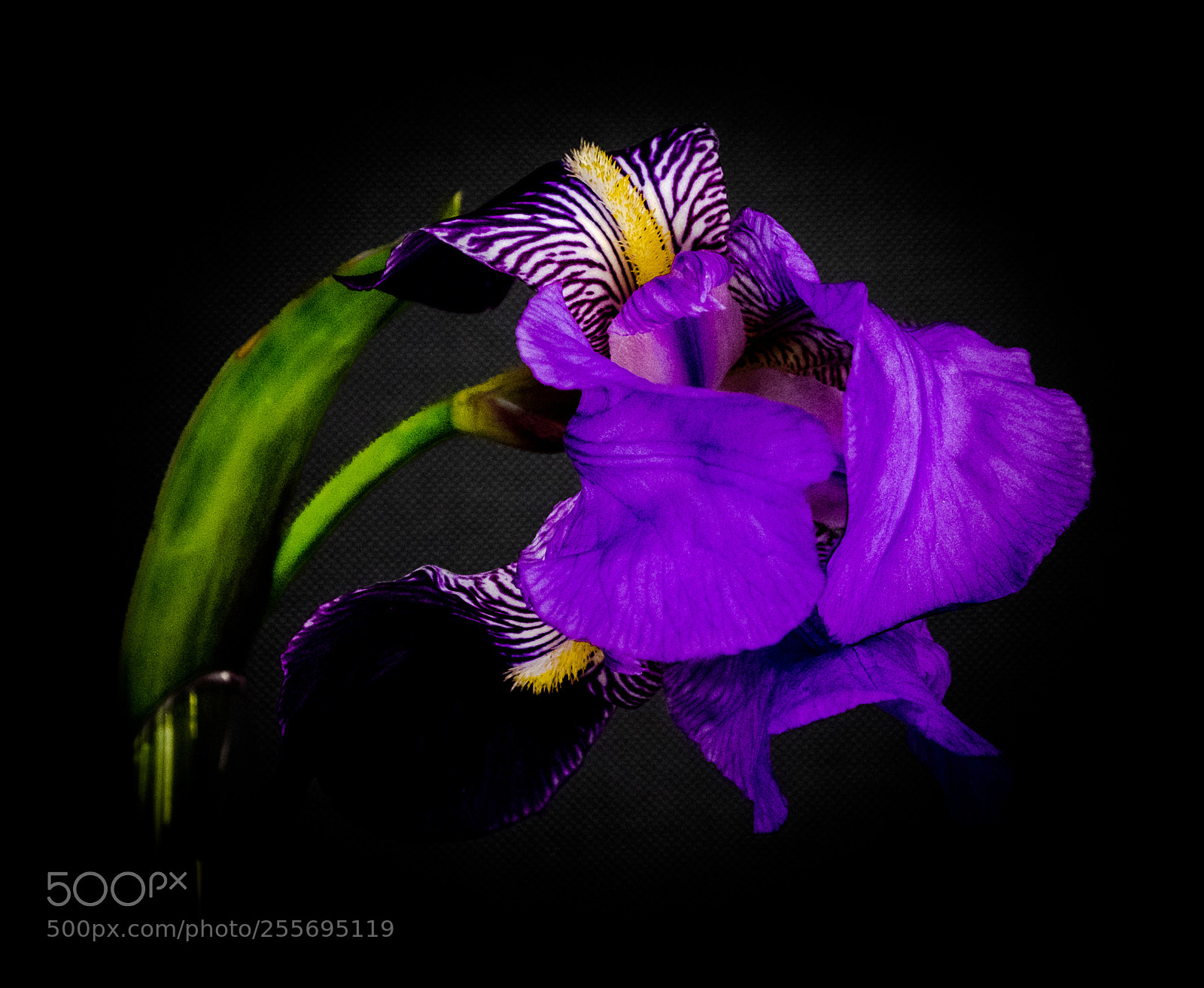 Fujifilm X-T1 sample photo. Floral arrangement photography