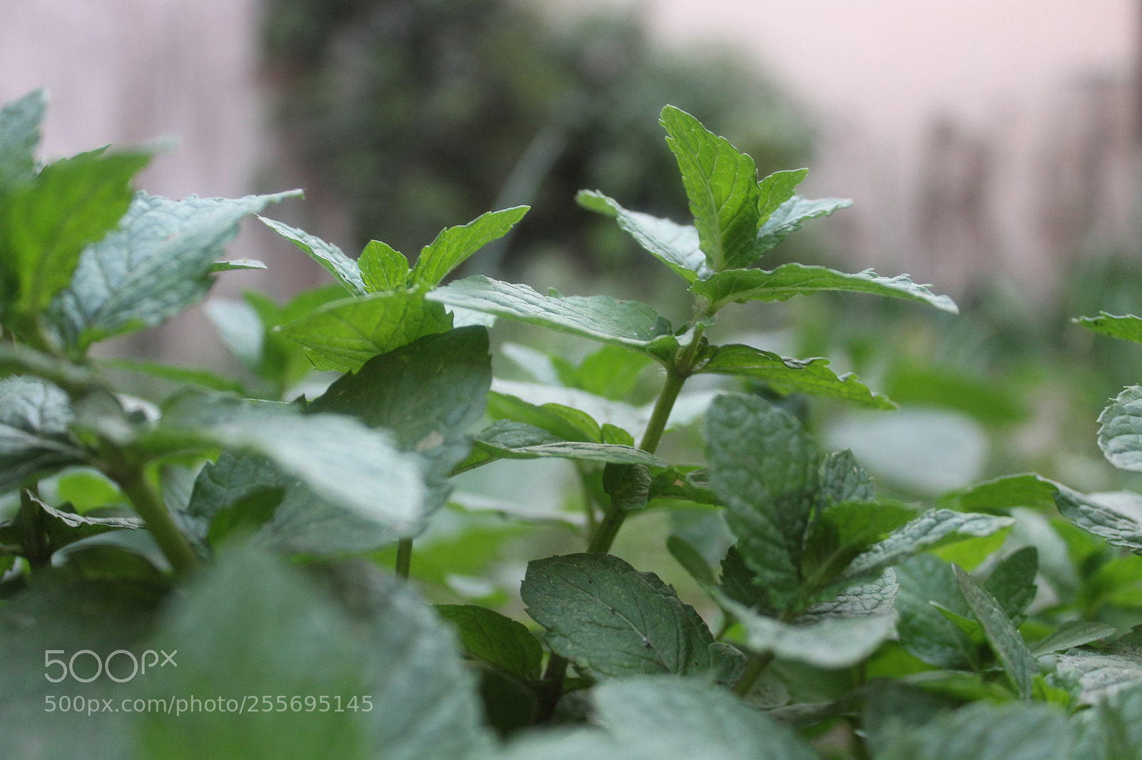 Canon EOS 1300D (EOS Rebel T6 / EOS Kiss X80) sample photo. Img photography