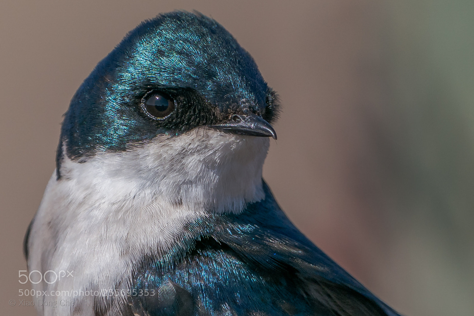 Sony a9 sample photo. Tree swallow photography