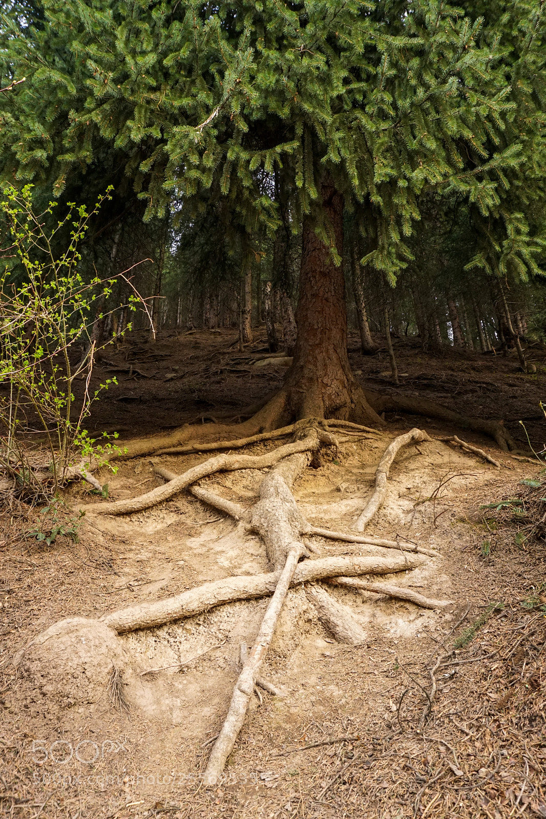 Sony a6000 sample photo. Root photography