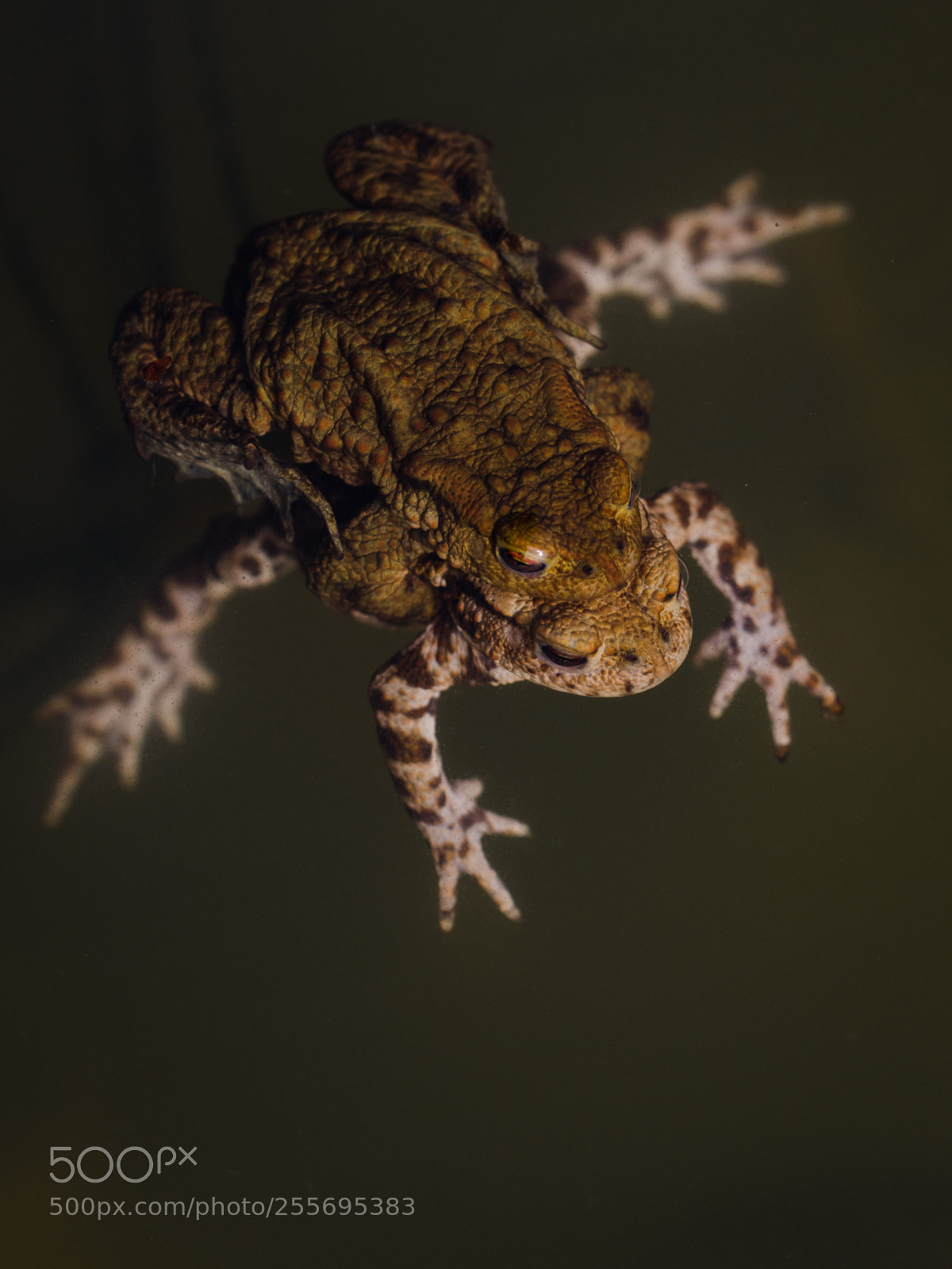 Nikon D7000 sample photo. Toads in space photography