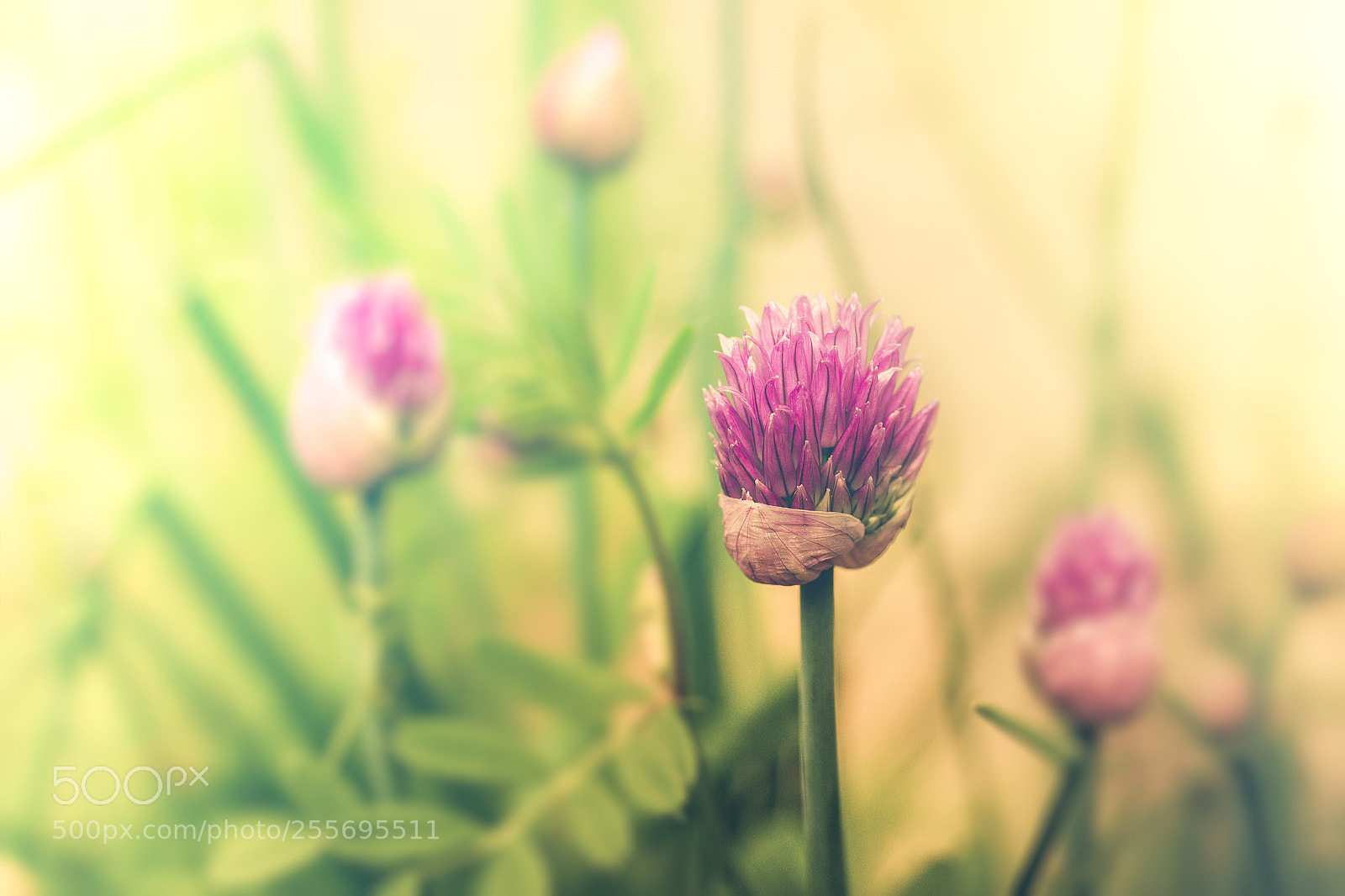 Canon EOS 7D sample photo. Spring - chive flowers photography