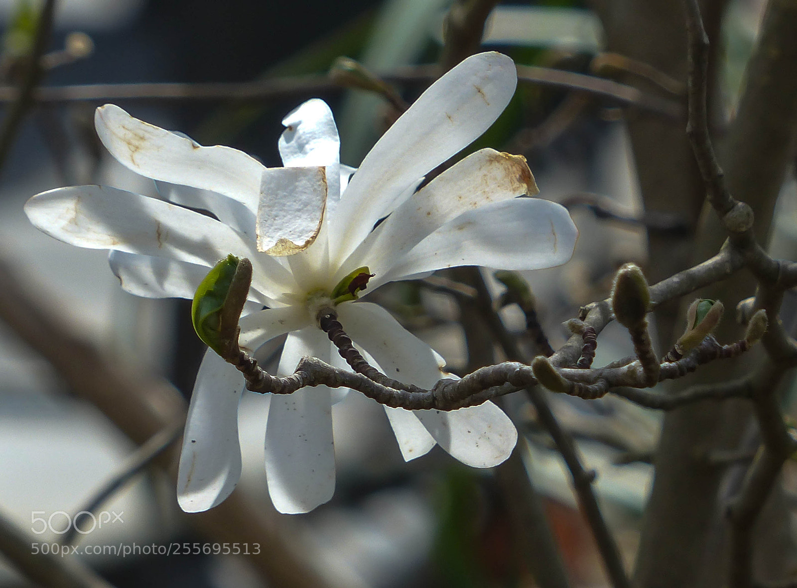 Panasonic Lumix DMC-FZ200 sample photo. White light photography