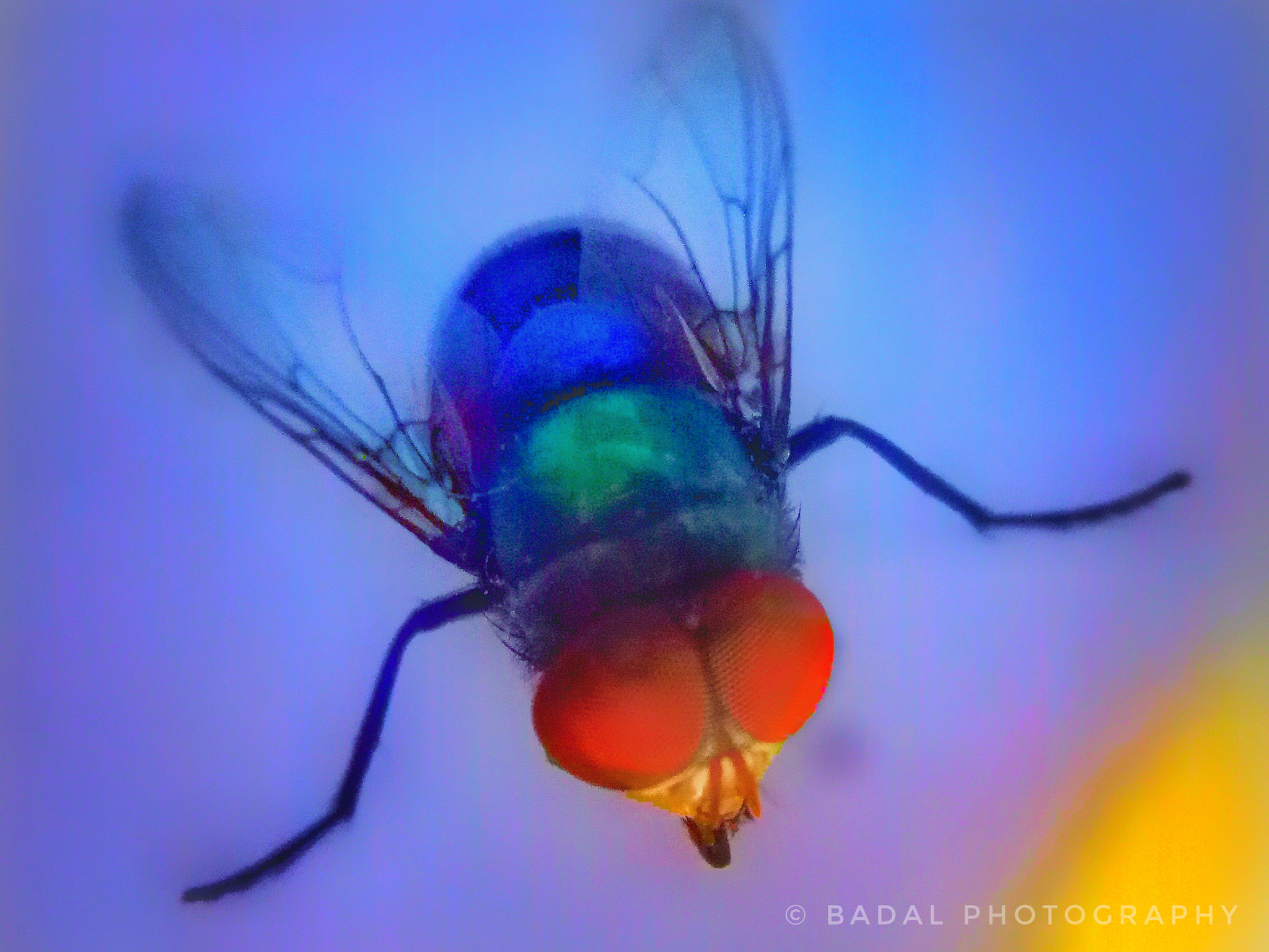 OPPO A1601 sample photo. Untitled photography