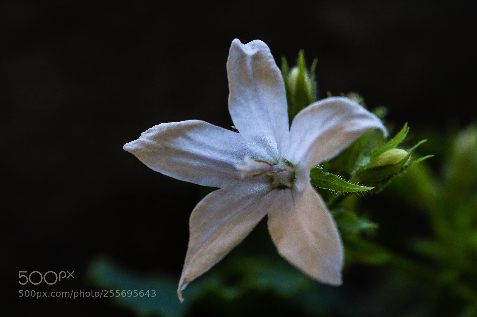 Canon EOS 60D sample photo. Campanula poschasrkyana 'e h photography