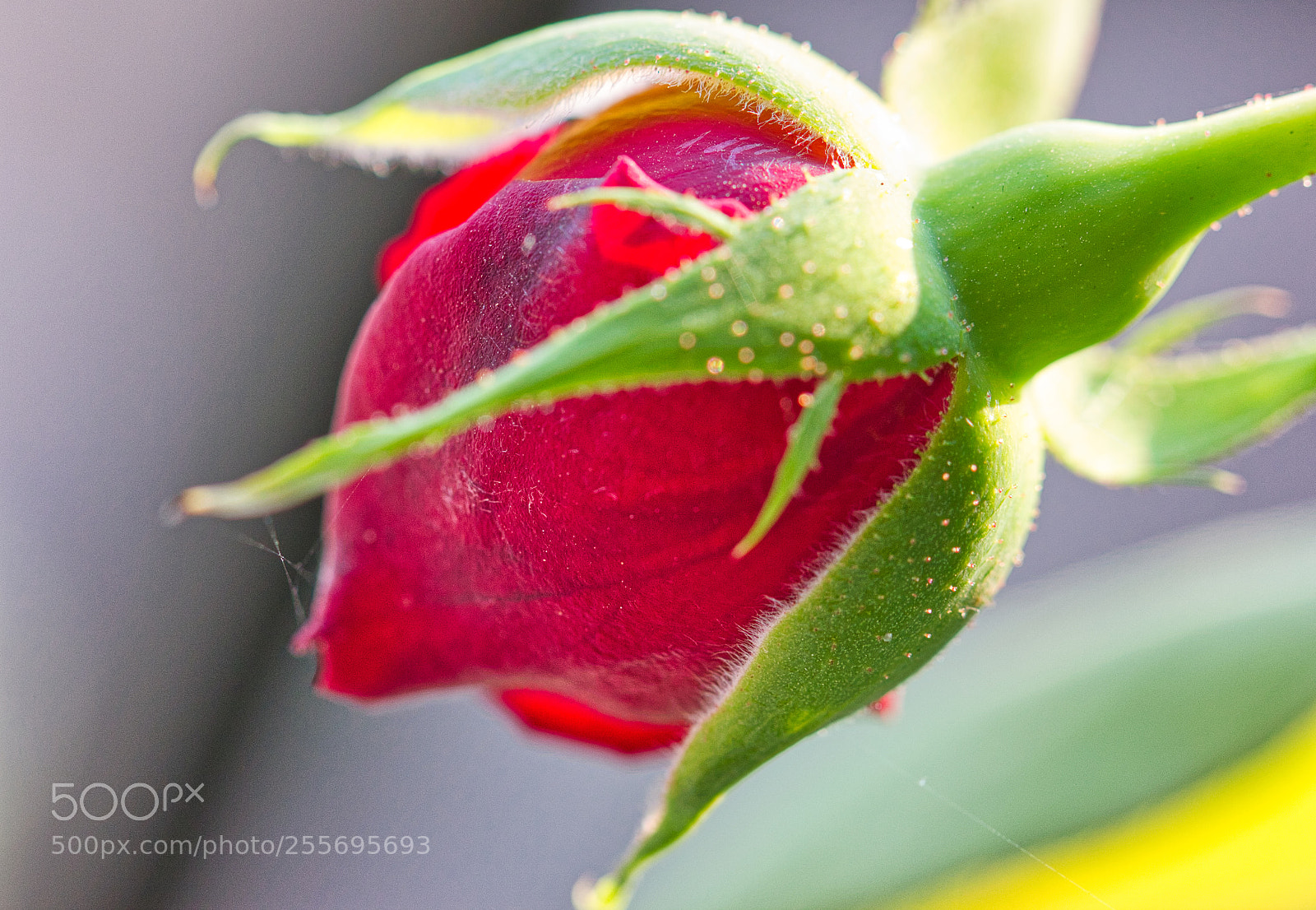 Canon EOS 550D (EOS Rebel T2i / EOS Kiss X4) sample photo. Rosebud in diffused sunlight photography