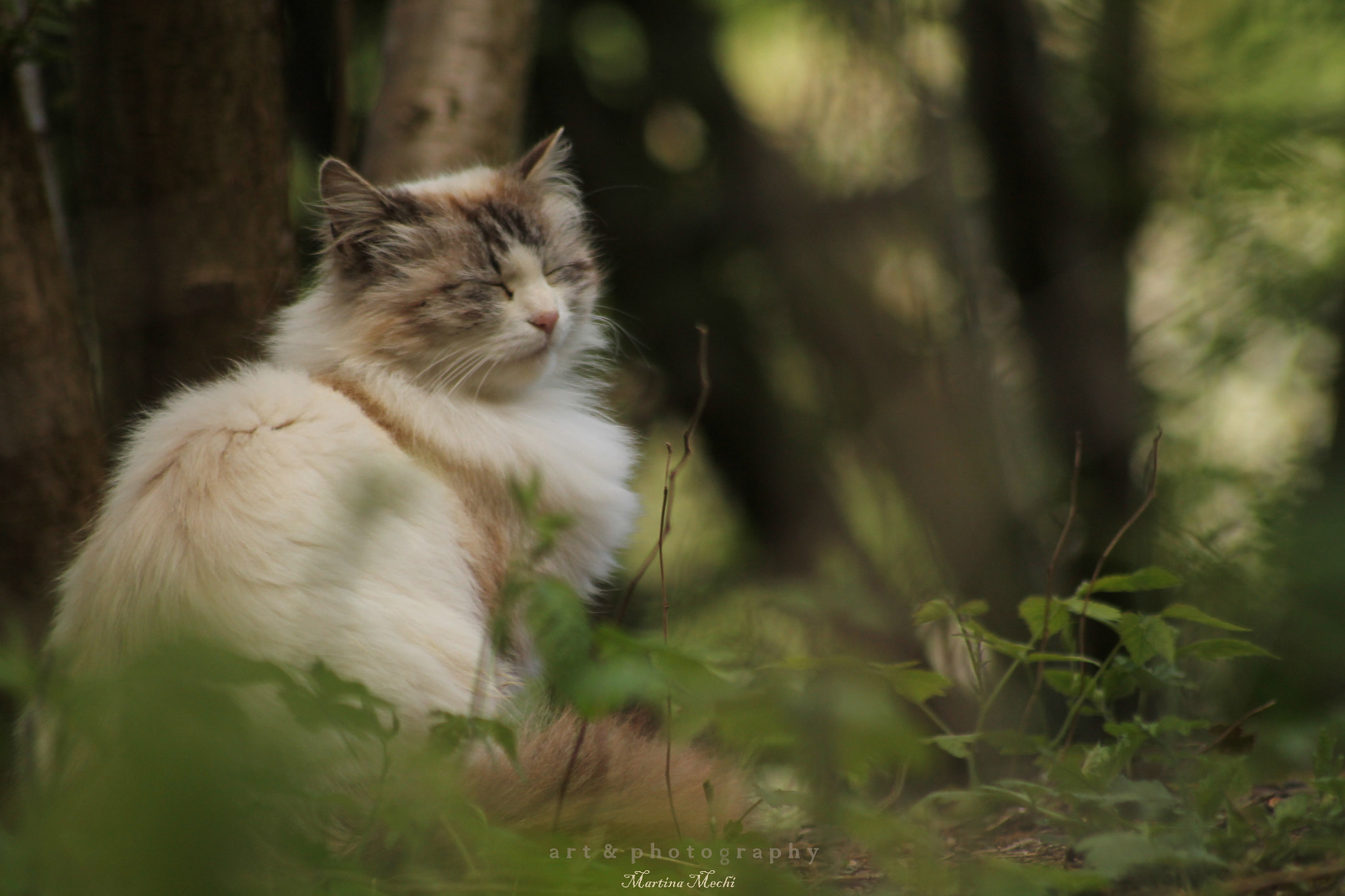 Sigma 50-200mm F4-5.6 DC OS HSM sample photo. *neighbours cat* photography