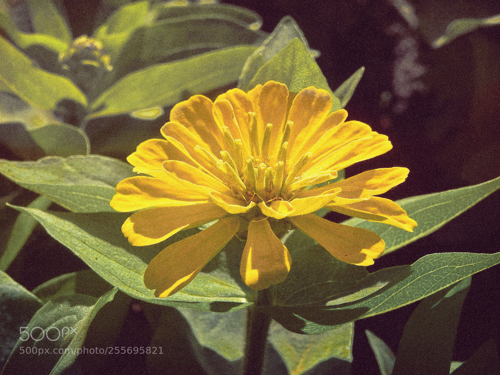 Nikon Coolpix P900 sample photo. Garden photography photography