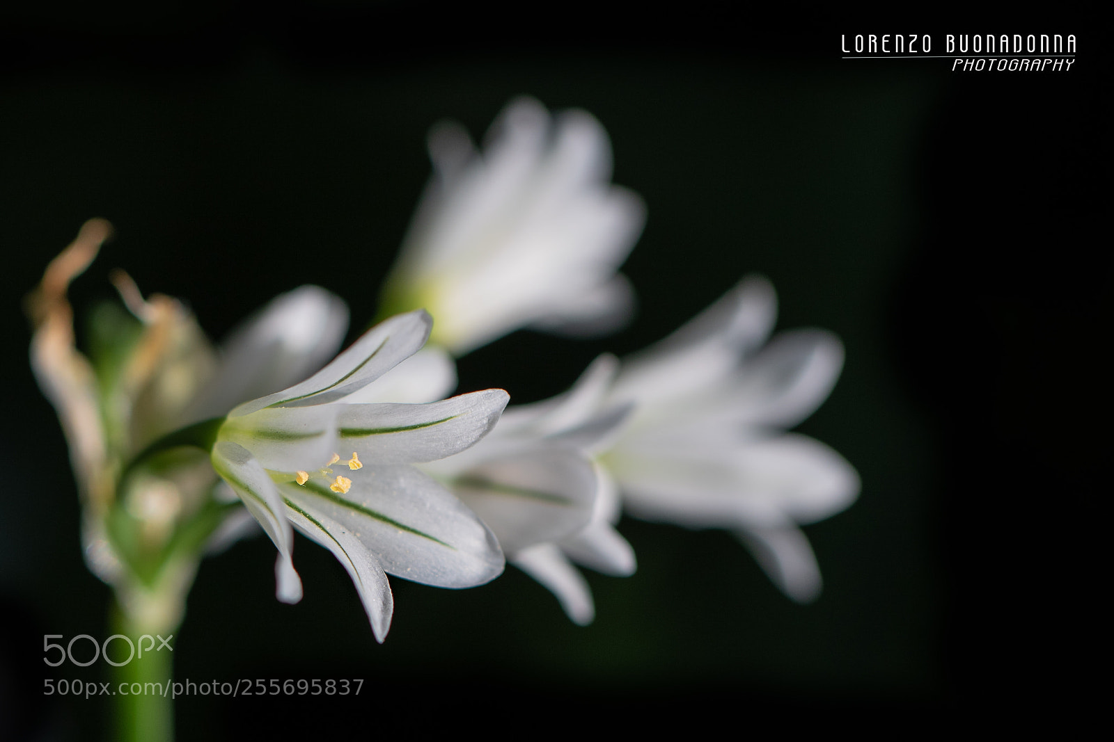 Canon EOS 7D Mark II sample photo. Only a field flower (3) photography