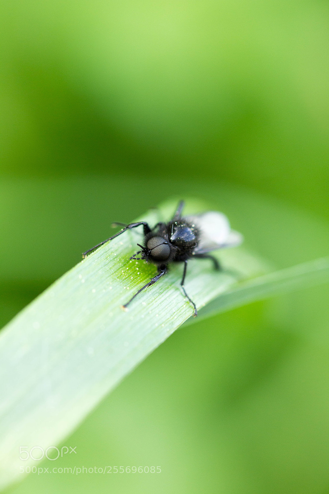 Canon EOS 60D sample photo. Batman photography