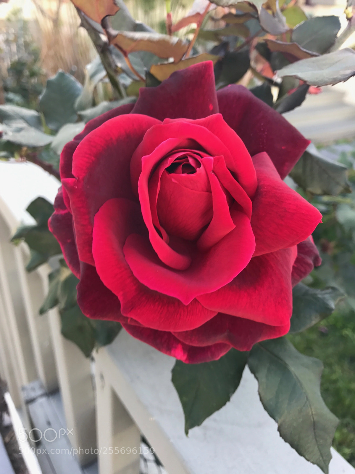 Apple iPhone 7 sample photo. Red rose in neighbor photography