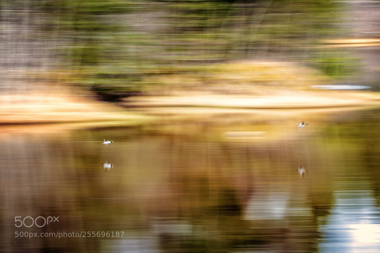 Nikon D610 sample photo. Impressionistic spring photography