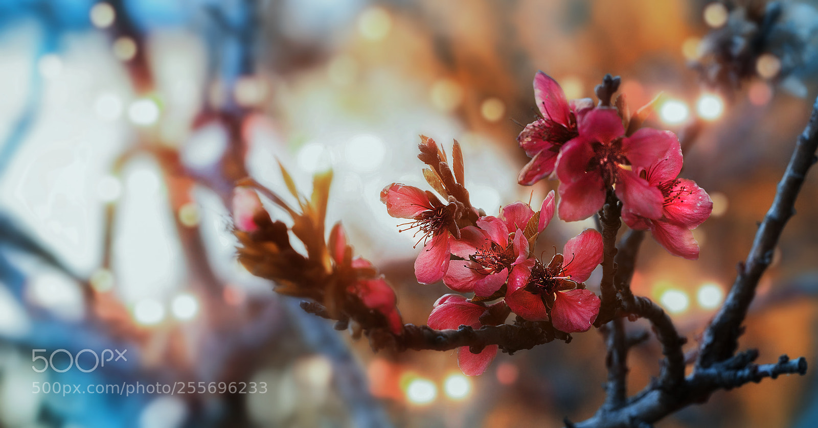 Nikon D800E sample photo. Delicate peach blossoms photography