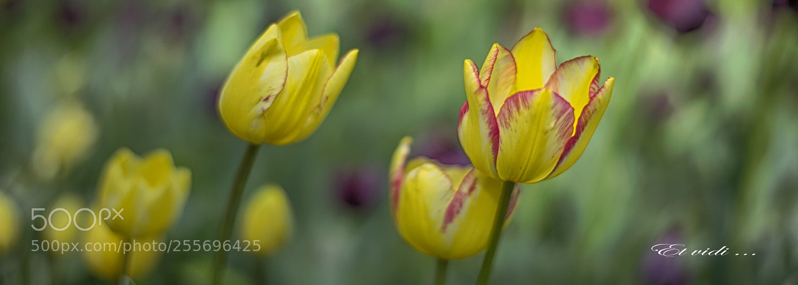 Nikon D610 sample photo. Untitled photography