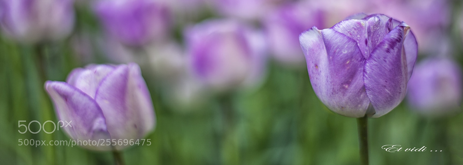 Nikon D610 sample photo. Untitled photography