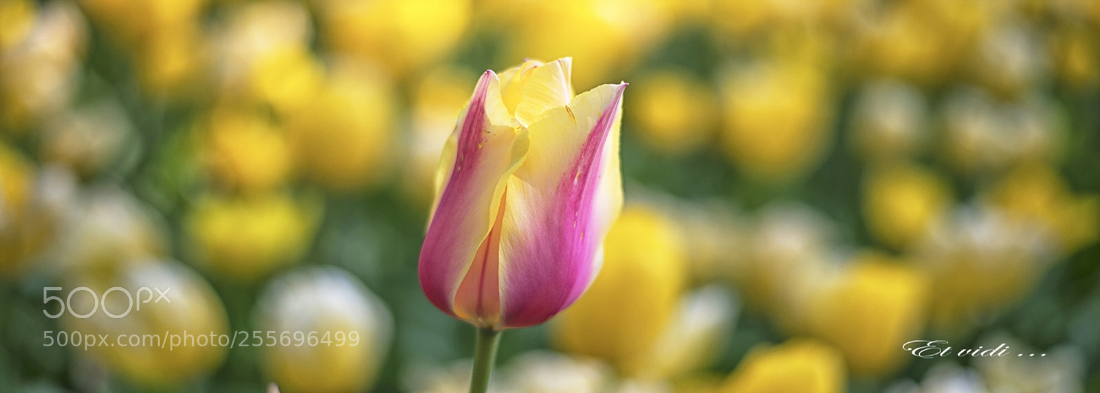 Nikon D610 sample photo. Untitled photography