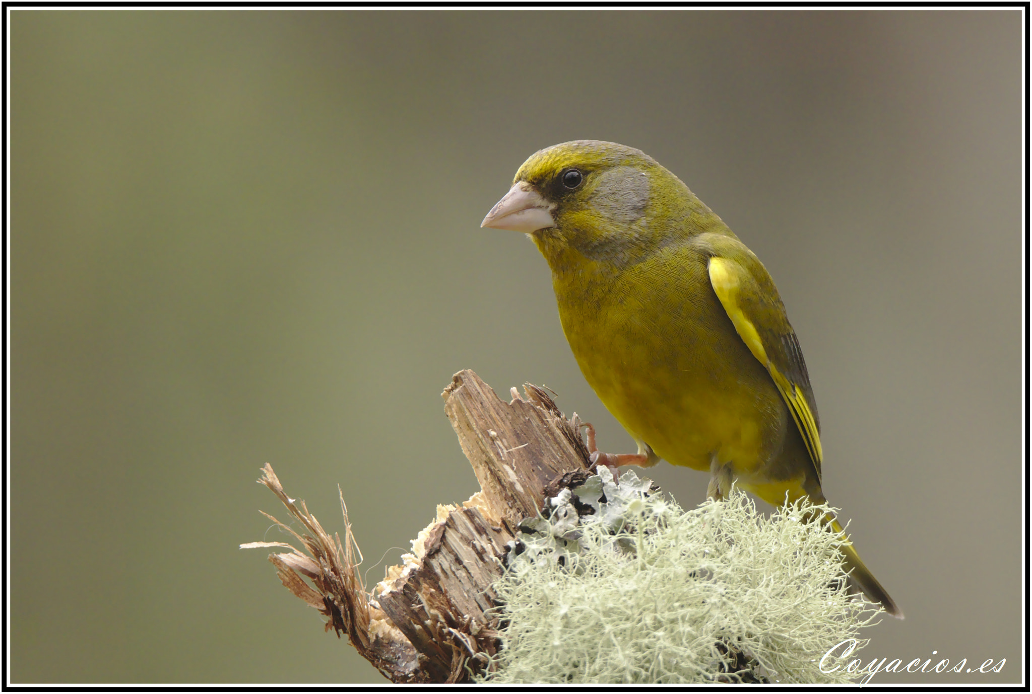 Canon EOS 7D Mark II sample photo. Verderón común (chloris chori) photography