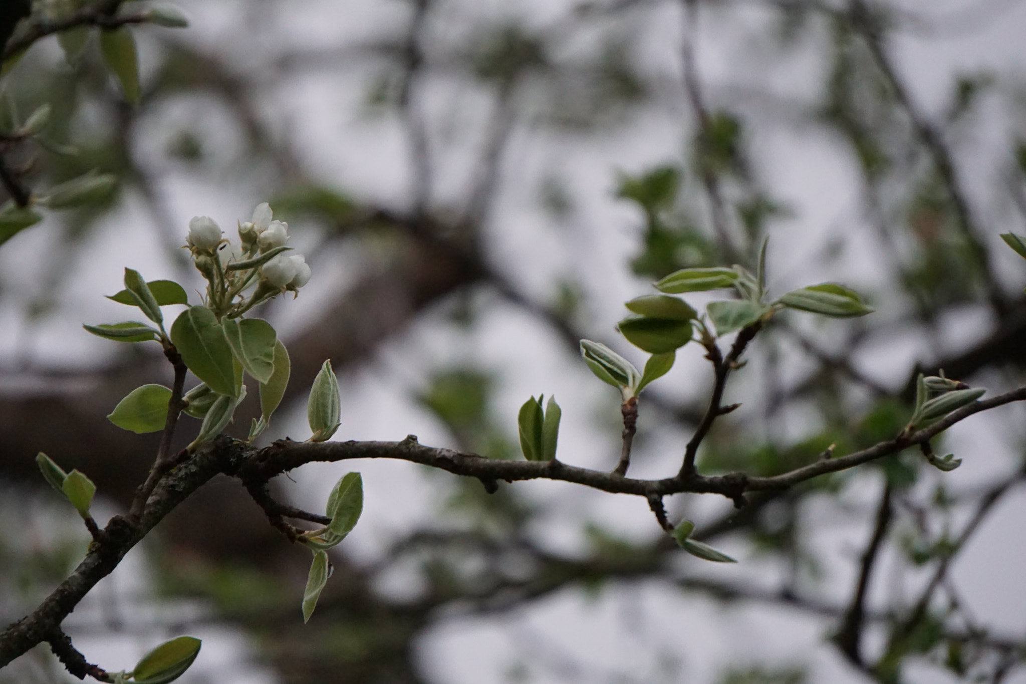 Sony E 55-210mm F4.5-6.3 OSS sample photo. Spring is coming photography