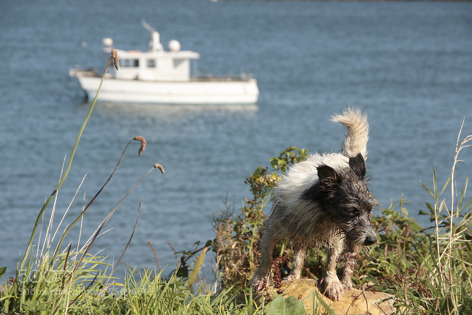 Canon EOS 450D (EOS Rebel XSi / EOS Kiss X2) sample photo. Salty dog photography