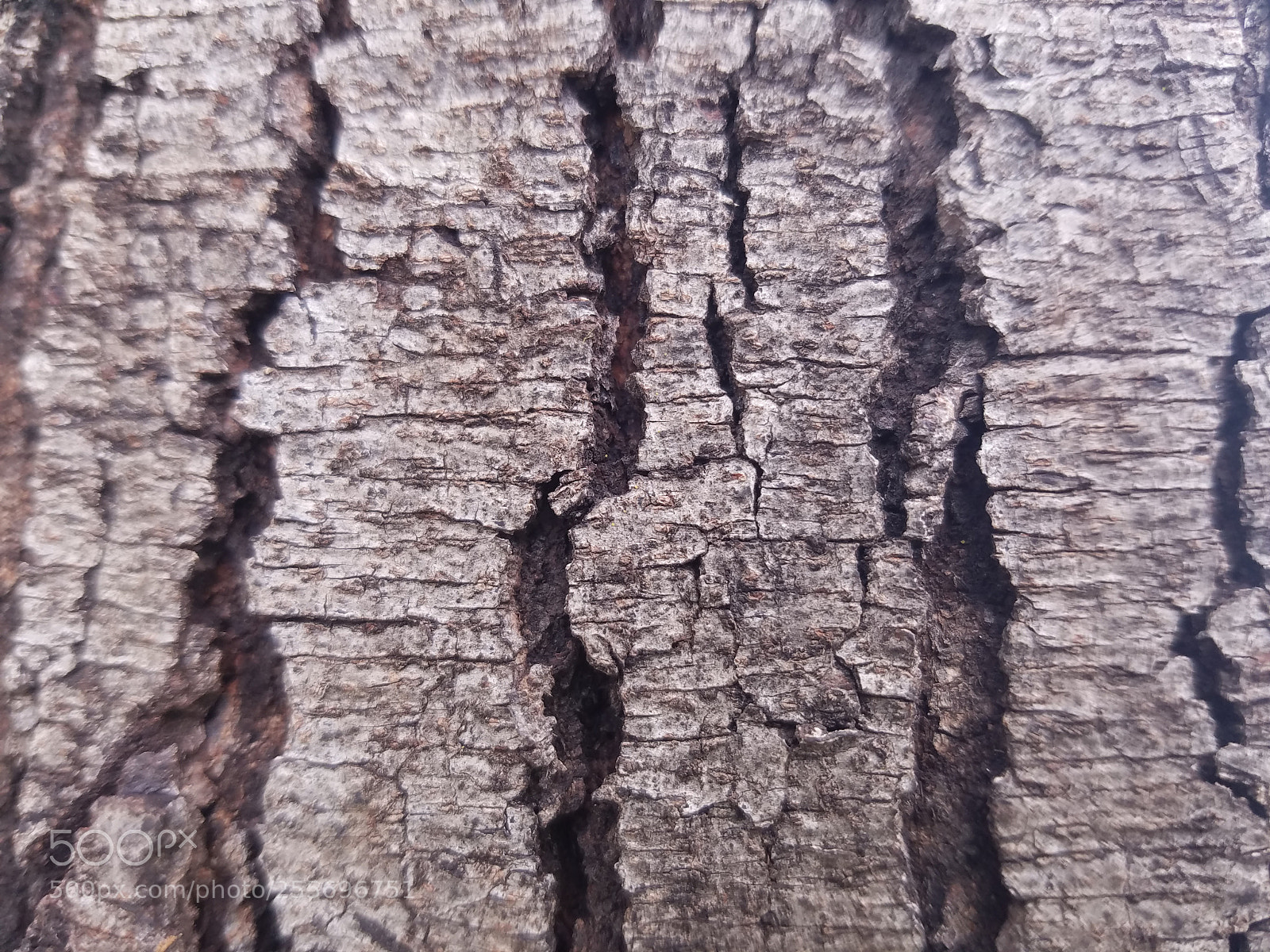 Samsung Galaxy S7 sample photo. Tree photography