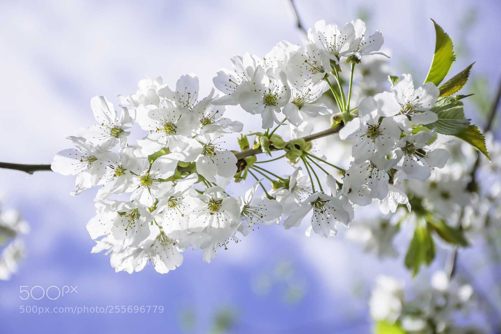 Nikon D7200 sample photo. Springtime blossom,twig with white,delicate photography