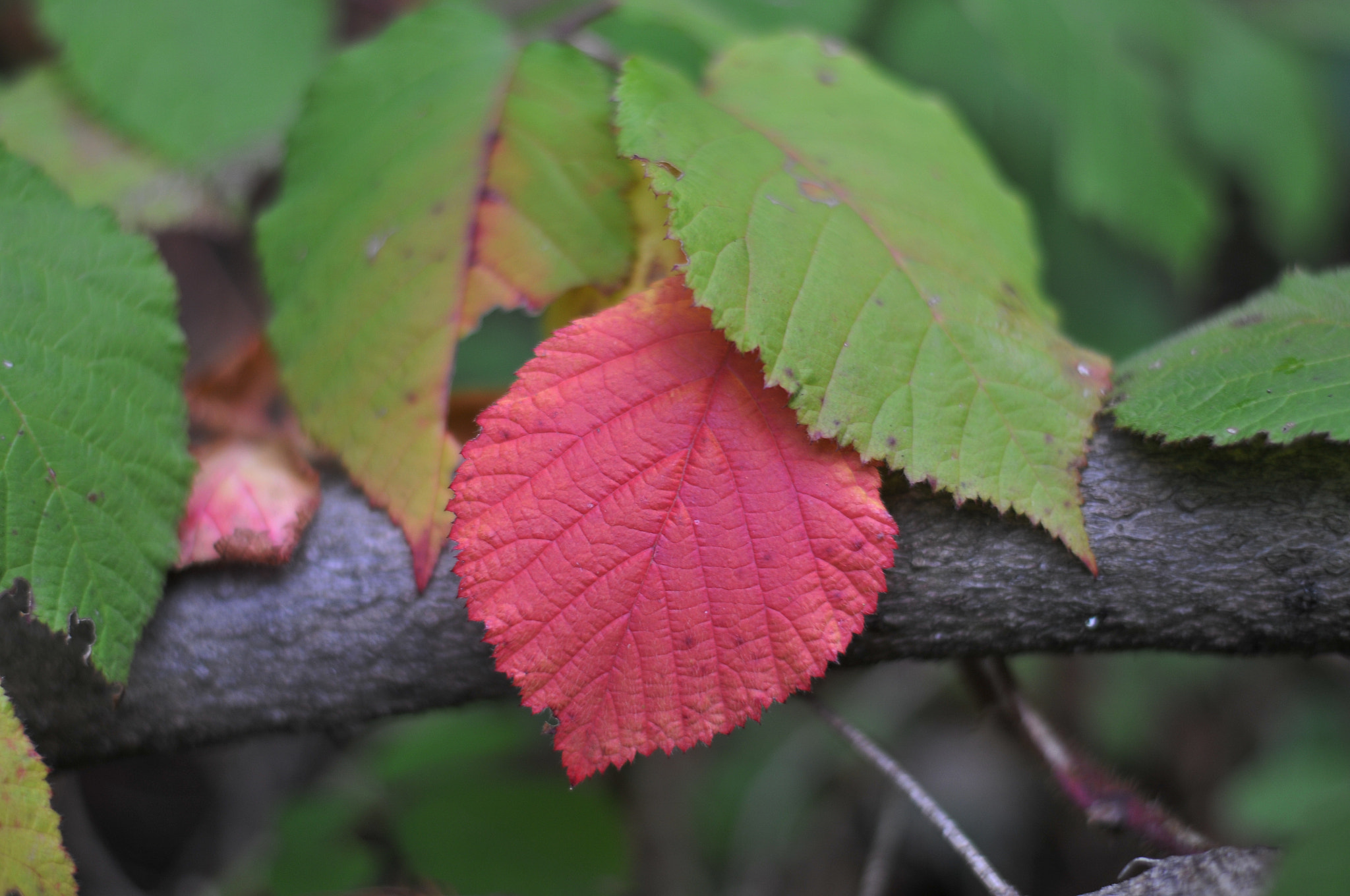 Nikon D300S sample photo. Difference photography