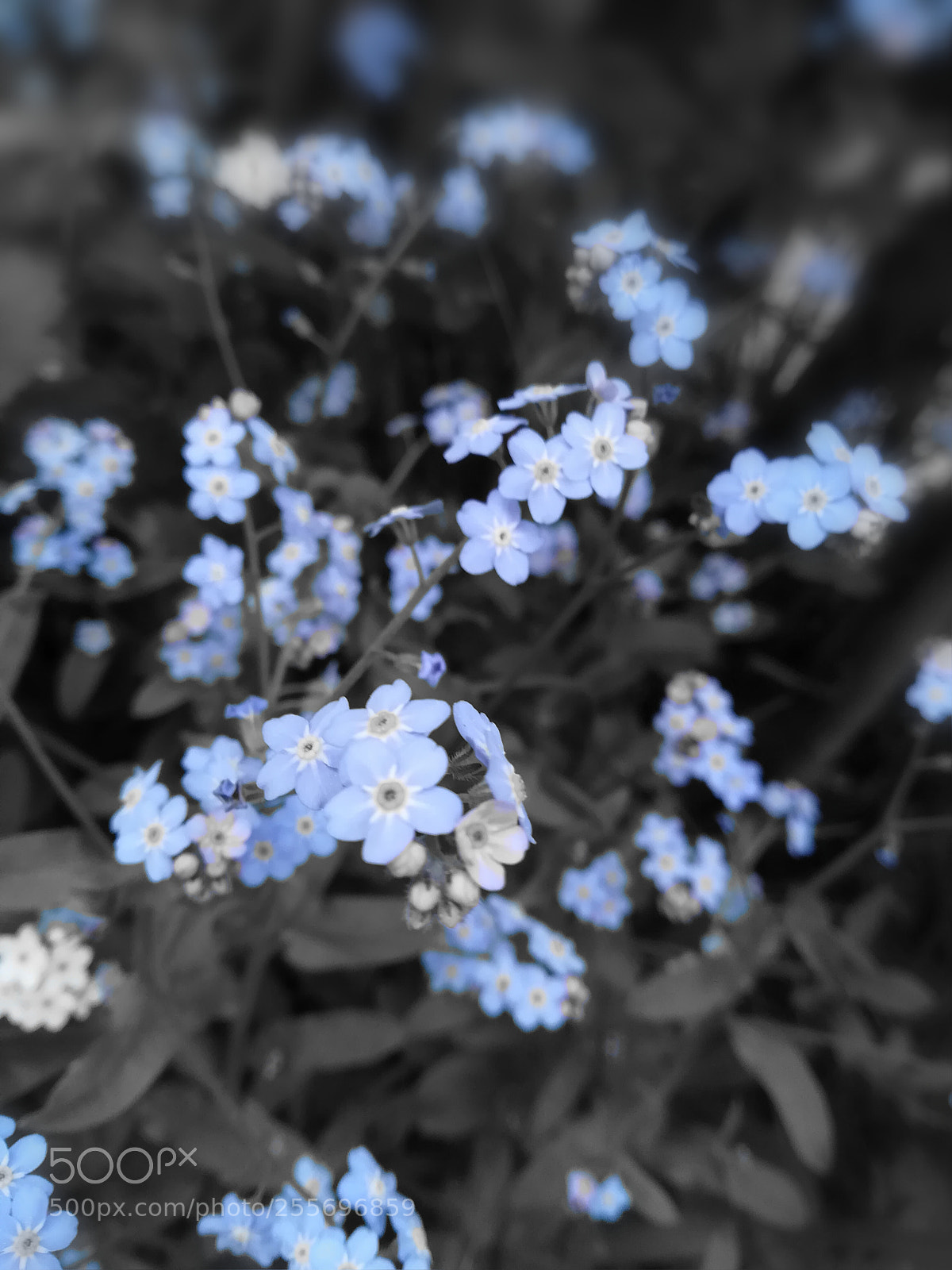 HUAWEI P10 lite sample photo. Blue flakes photography