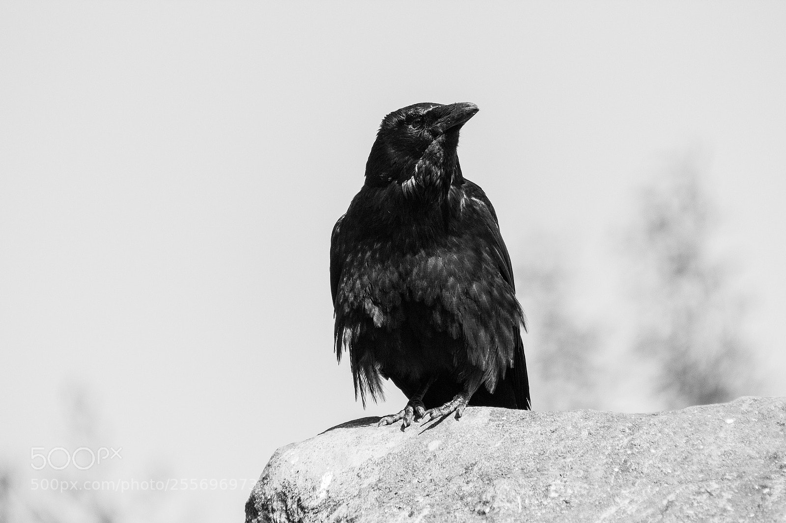 Canon EOS 550D (EOS Rebel T2i / EOS Kiss X4) sample photo. Crow photography