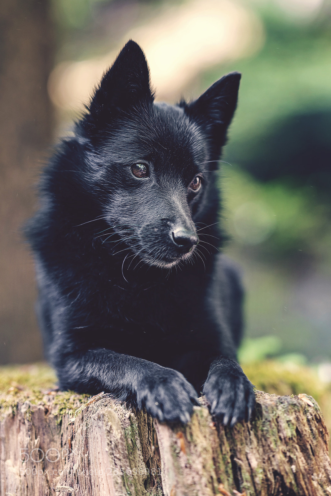 Sony a7R II sample photo. Dog in the forest photography
